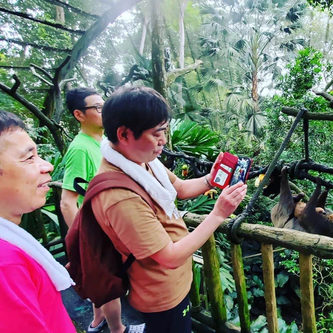 旅猿公式インスタグラムのインスタグラム：「今夜25:40から海外旅✈️『シンガポールでマーライオンを見まくりの旅』第5話🇸🇬２日目の朝を迎えた一行はオランウータンを見ながら食事できるレストランへ☕そして動物園であの動物を間近に見れたことでテンションアップの一同🎵😍🎵もちろんマーライオン探しも続行🚐ご期待ください🙇」