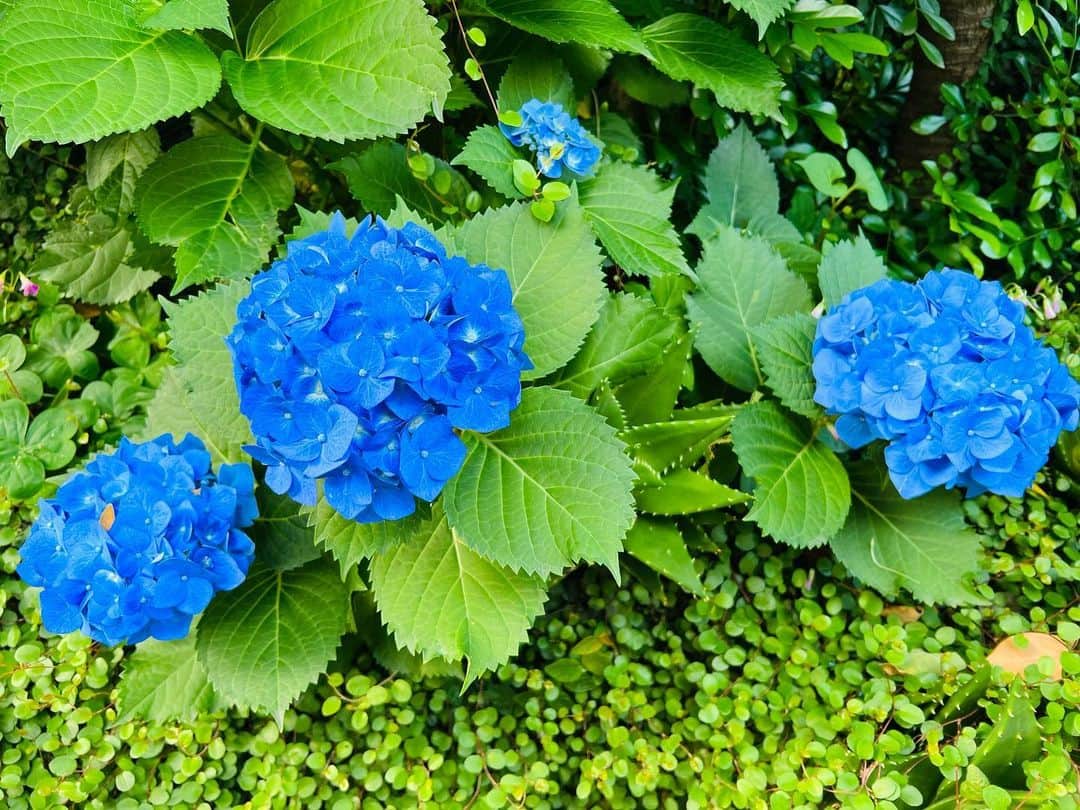 本間昭光のインスタグラム：「美しい紫陽花」