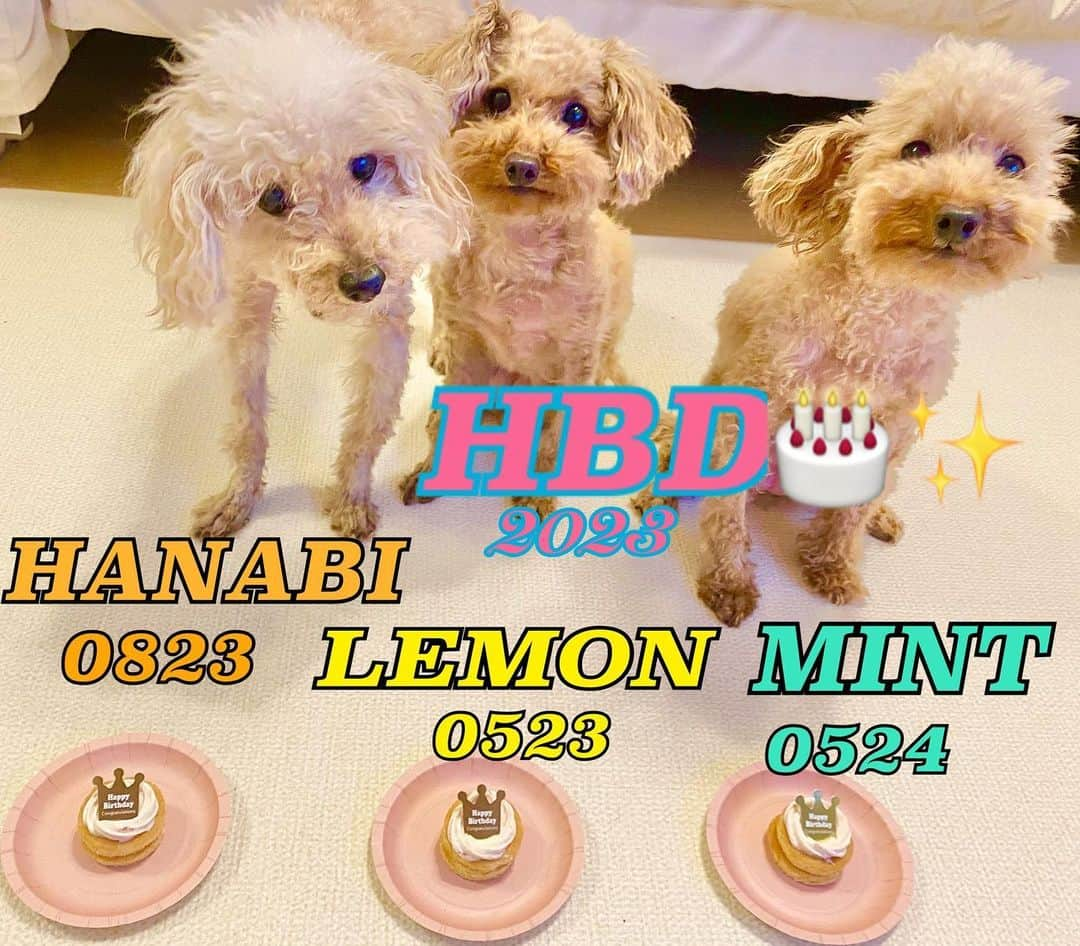 香里奈のインスタグラム：「Looking back on this month 📸  #HBD #happybirthday  #birthdaygirls #8yearsold #LEMON #🍋 #0523 #MINT #🌿 #0524 #2023 #treasure #cuties #love #family  #friends  #dogs #besties #forever #🐩 #HANABI #🎇 の誕生日は8月 笑 #kawaii  #inu #🍽️ #💖」