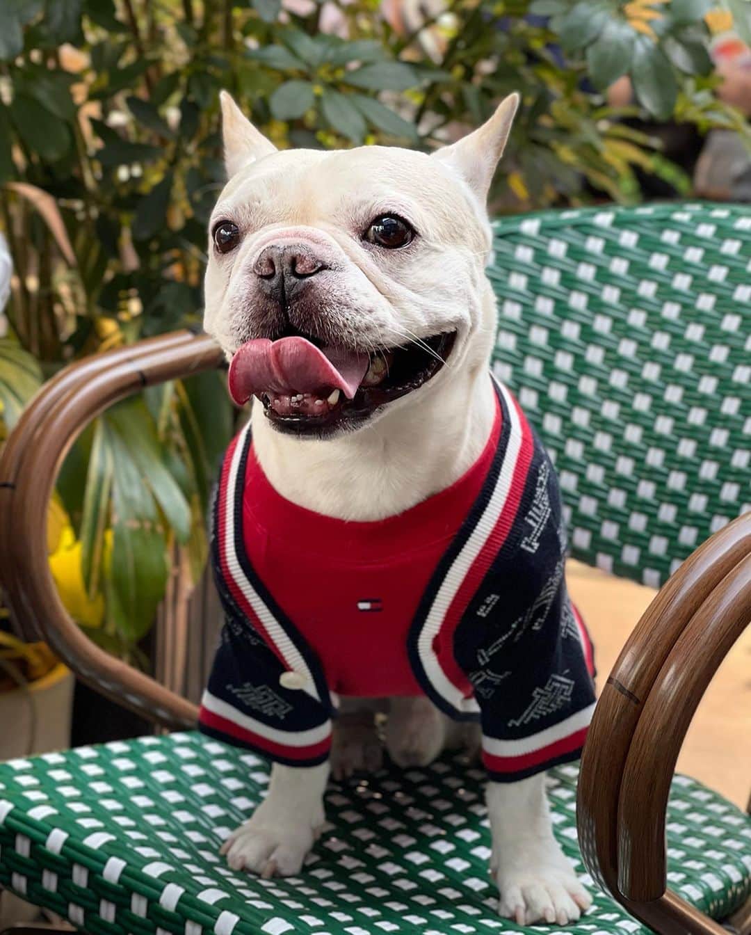 Tommy Hilfigerのインスタグラム：「Best in show. @tofu_frenchiehk turns heads in our new Dog Collection. Tap to shop.」
