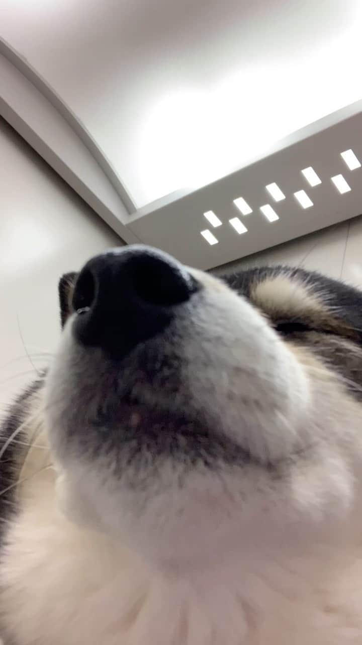 吾子のインスタグラム：「・ ・ ・ ・ ・ 夜ンポから帰ってきて、お疲れのあこわん🐶✨ ・ 今日は好きな草🌱生えてなかったわん🐶 ・ 天気良かったなあ〜☀️ ・ ・ ・ ・ ・ ・ ・ ・ ・ ・ ・ ・ ・ ・ ・ ・ ・ ・ ・ #今日のおやつは何かな🐶❤️ #明日暑いって〜皆わん #sapporo  ・ 北海道の柴犬 #柴北会 の皆ワン🐶あったかくなってきたねー ・ #adorable #instadog#shibainu#dog#柴犬ライフ #instashiba#柴犬マニア #9gag #barked #kuroshiba#socute #cutedog#いぬのきもち #黒柴 #dogstagram_japan」