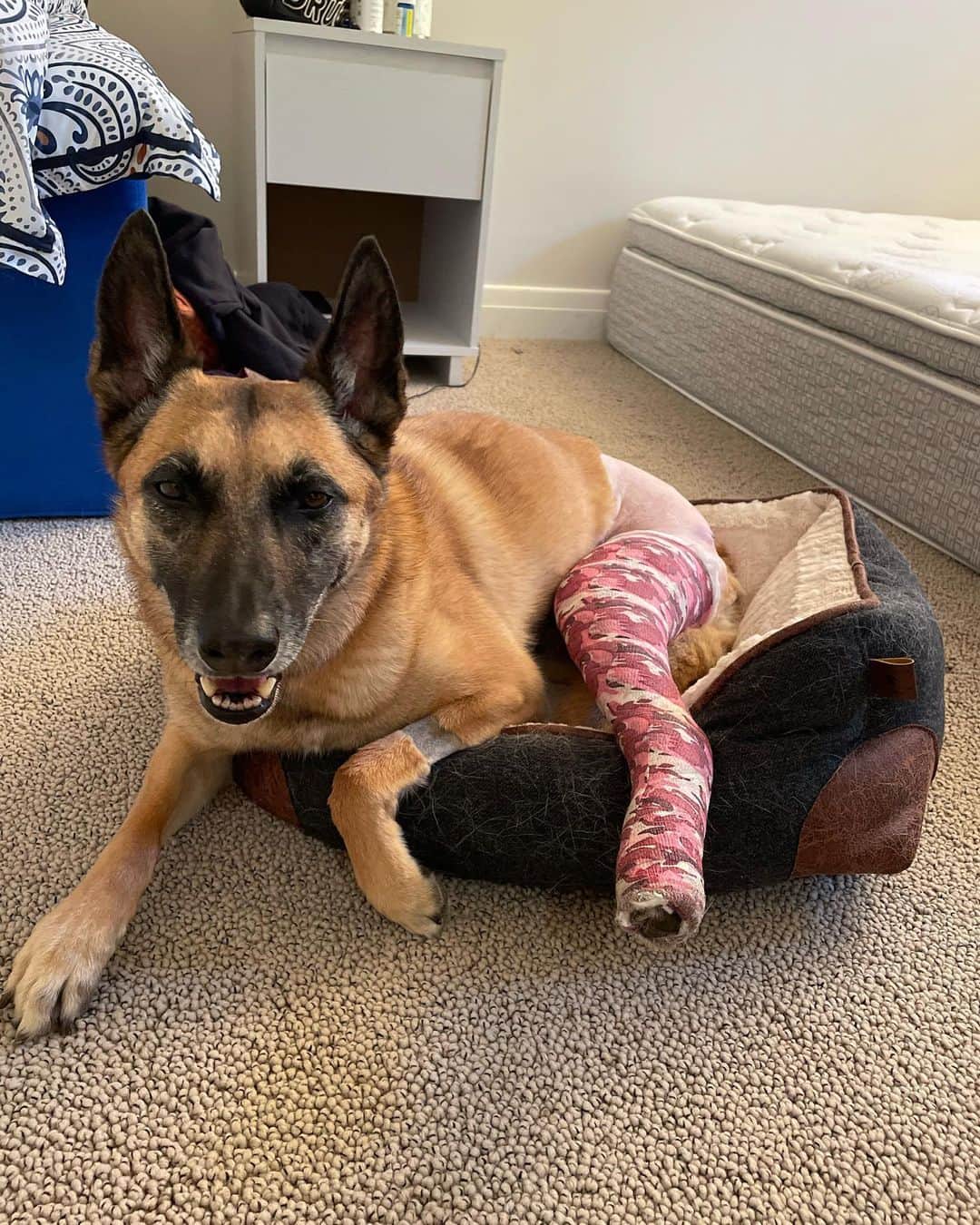 ダニカ・パトリックさんのインスタグラム写真 - (ダニカ・パトリックInstagram)「Poor Ella has been limping on and off since February. Initial manual test diagnosis was possible ACL. I took ball throwing and almost all hikes/long walks out of the routine. I also did some cold laser. If her strength was tested with a hike or was chasing my sisters kids around the hot tub for hours, she limped again. BUT…. Would recover and generally has been getting better.  • So when I had an X-ray done about a month ago, they wanted to do a TPLO surgery where the cut the bottoms part of leg in half and reset the angle of it. I also asked about stem cells since I had just been to Costa Rica for them and was told there was no evidence that worked. I also had to request a scope first before they cut the leg in half to confirm it was the ACL and was over a 50% tear. It all felt really fast and aggressive. I came home after that appt (having set a surgery date for the next week) and cried. Something didn’t feel right to do that when she was walking right by me perfectly fine. So I reached out to my good buddy @pjchesson who has gone really deep into the health of his dogs and he said I have the guy for you. @shermancanapp  • I immediately felt comfortable with his approach, it all made sense, and was so happy to go slower to make sure it wasn’t anything else other than the ACL. Fast forward to yesterday. She had NO ACL issue! It was a different ligament that actually held the leg from sliding back…. Which the TPLO surgery would of made worse!!!!! And she had a whole bunch of other things going on too… which stem cells were great for as well as PRP. We did both knees and harvested fat to be sent to a lab so I have stem cells to use at any point!  • This is a post… not to come down on the other doctors, they were doing their best…. but to say - trust your instincts!!! Something didn’t feel right and if I would of let highly educated professionals make me feel like I was irrational… she would be worse off. • I understand I have the money to do all of this and I can make the time… but I am hoping by sharing this story, maybe you can short cut issues and unnecessary expenses by trusting and following your instincts. ☺️❤️🐕」5月31日 23時15分 - danicapatrick