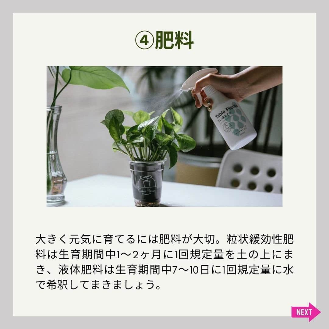 みどりで、つながる GreenSnapさんのインスタグラム写真 - (みどりで、つながる GreenSnapInstagram)「新生活や暖かくなった時期に合わせて観葉植物を初めて購入した人や、これから育ててみたいと思っている人も多いのでは？元気に育てるためには、基本が大切！今回は観葉植物の育て方の5つの基本ポイントをご紹介！」5月31日 23時48分 - greensnap.jp