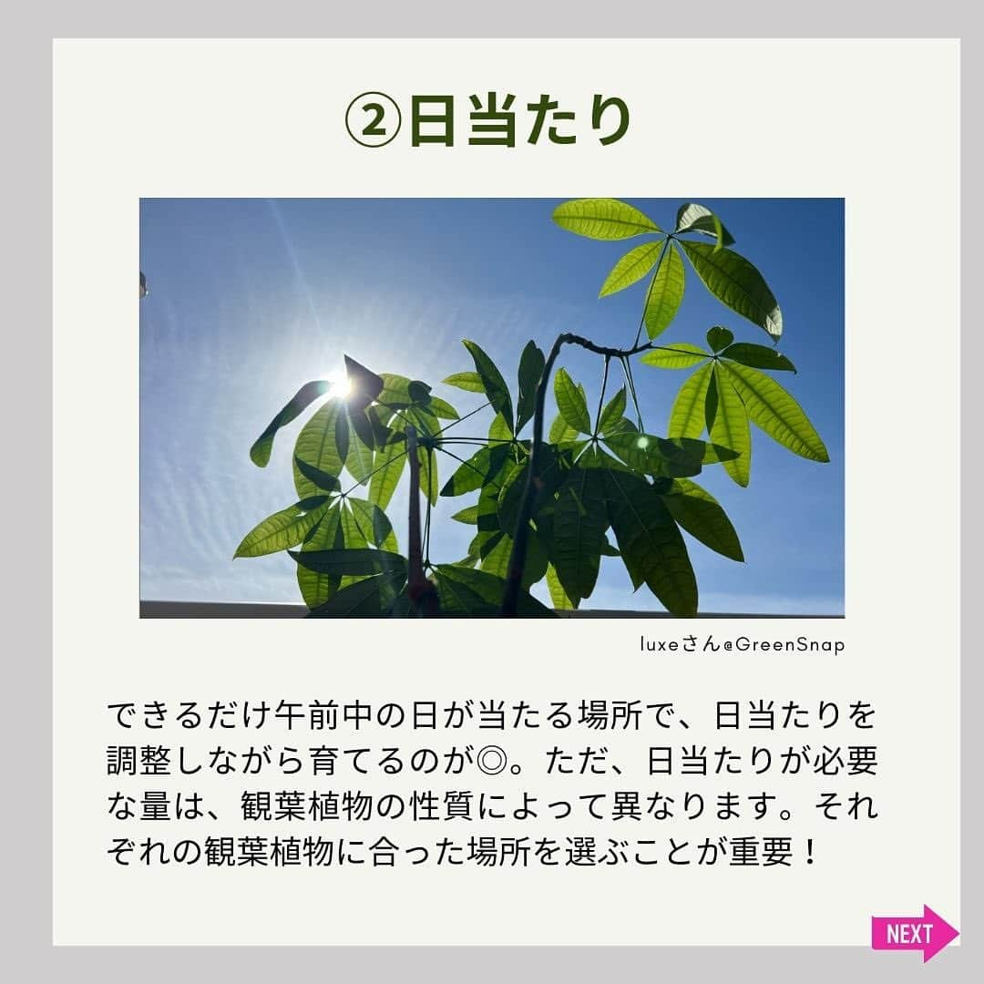 みどりで、つながる GreenSnapさんのインスタグラム写真 - (みどりで、つながる GreenSnapInstagram)「新生活や暖かくなった時期に合わせて観葉植物を初めて購入した人や、これから育ててみたいと思っている人も多いのでは？元気に育てるためには、基本が大切！今回は観葉植物の育て方の5つの基本ポイントをご紹介！」5月31日 23時48分 - greensnap.jp