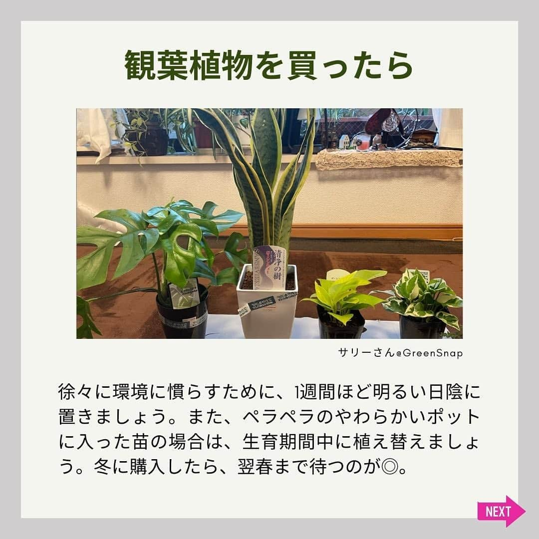 みどりで、つながる GreenSnapさんのインスタグラム写真 - (みどりで、つながる GreenSnapInstagram)「新生活や暖かくなった時期に合わせて観葉植物を初めて購入した人や、これから育ててみたいと思っている人も多いのでは？元気に育てるためには、基本が大切！今回は観葉植物の育て方の5つの基本ポイントをご紹介！」5月31日 23時48分 - greensnap.jp