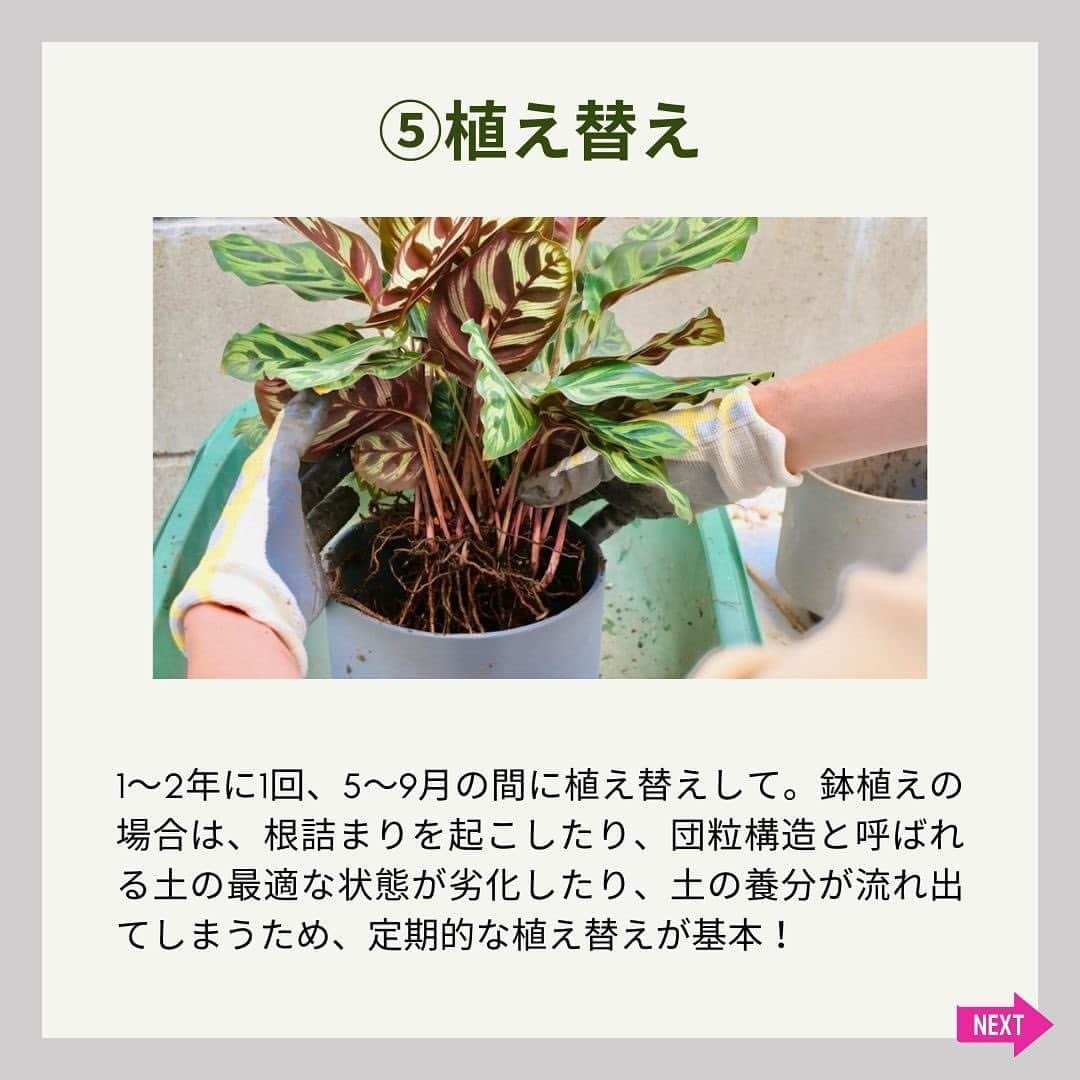 みどりで、つながる GreenSnapさんのインスタグラム写真 - (みどりで、つながる GreenSnapInstagram)「新生活や暖かくなった時期に合わせて観葉植物を初めて購入した人や、これから育ててみたいと思っている人も多いのでは？元気に育てるためには、基本が大切！今回は観葉植物の育て方の5つの基本ポイントをご紹介！」5月31日 23時48分 - greensnap.jp