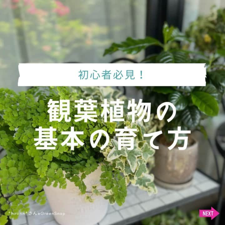 みどりで、つながる GreenSnapのインスタグラム：「新生活や暖かくなった時期に合わせて観葉植物を初めて購入した人や、これから育ててみたいと思っている人も多いのでは？元気に育てるためには、基本が大切！今回は観葉植物の育て方の5つの基本ポイントをご紹介！」