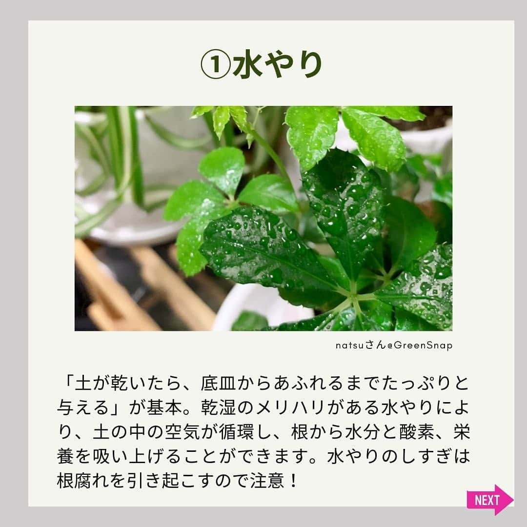 みどりで、つながる GreenSnapさんのインスタグラム写真 - (みどりで、つながる GreenSnapInstagram)「新生活や暖かくなった時期に合わせて観葉植物を初めて購入した人や、これから育ててみたいと思っている人も多いのでは？元気に育てるためには、基本が大切！今回は観葉植物の育て方の5つの基本ポイントをご紹介！」5月31日 23時48分 - greensnap.jp