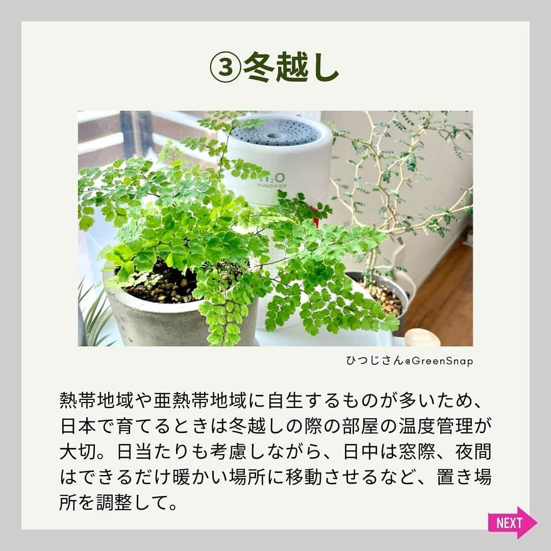 みどりで、つながる GreenSnapさんのインスタグラム写真 - (みどりで、つながる GreenSnapInstagram)「新生活や暖かくなった時期に合わせて観葉植物を初めて購入した人や、これから育ててみたいと思っている人も多いのでは？元気に育てるためには、基本が大切！今回は観葉植物の育て方の5つの基本ポイントをご紹介！」5月31日 23時48分 - greensnap.jp