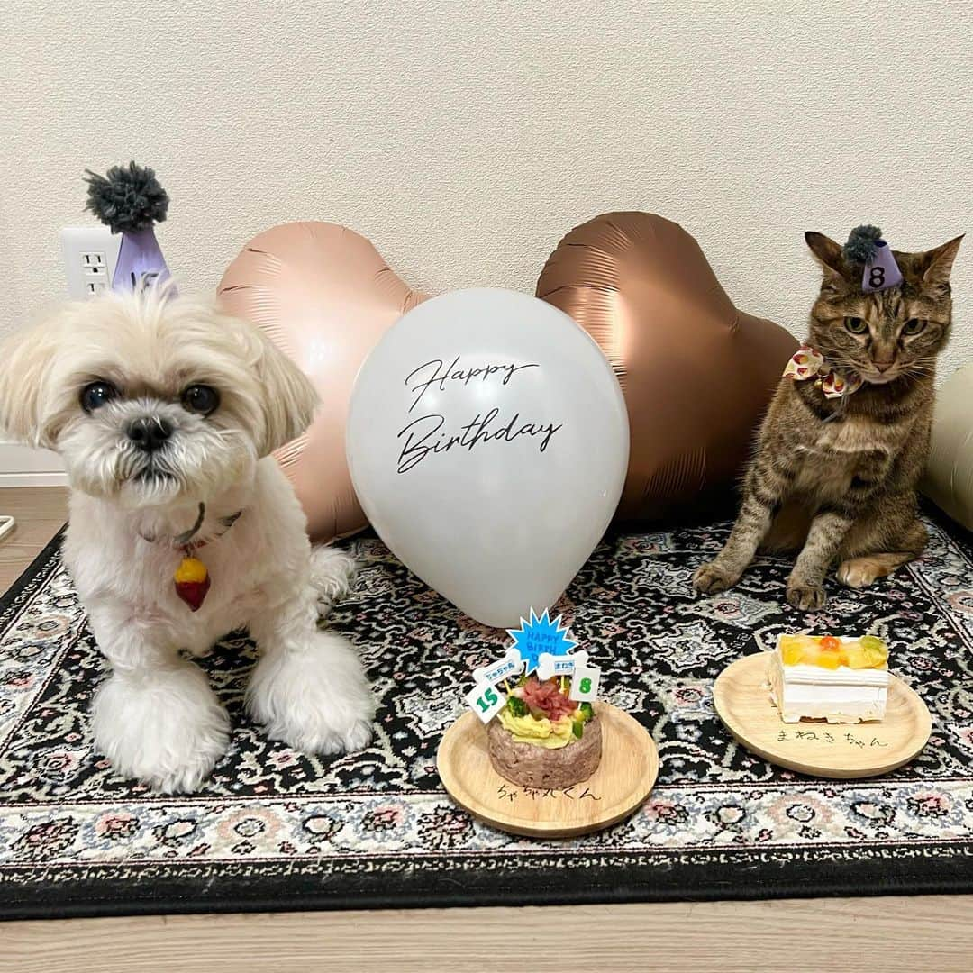 福田多希子のインスタグラム：「𝗛𝗮𝗽𝗽𝘆 𝗯𝗶𝗿𝘁𝗵𝗱𝗮𝘆🐈🐶🎂 5月はちゃちゃ丸と、まねきのお誕生日月！8歳🐈と15歳🐶になりました 今年も無事にお誕生日をお祝いできた事に感謝🥹 出会ってくれてありがとう 死ぬほど愛してる❤️🐶🐈  2023.5.17🐈5.24🐶   #お誕生日おめでとう  #happybirthday   #愛犬誕生日   #愛猫誕生日  #happybirthday #15歳#8歳  #shihtzu #shihtzusofinstagram #shihtzulovers #shihtzulove #shihtzugram  #shihtzubrasil #shihtzulover #shihtzunation  #shihtzusofig  #シーズー15歳 #shihtzuofinstagram #猫 #キジトラ#猫のいる暮らし #shitzu  #シーズー #犬のいる暮らし   #鼻ぺちゃ犬  #犬のきもち  #シーズー大好き部  #シーズー大好き  #ちゃちゃ丸とまねき #犬と猫のいる暮らし」