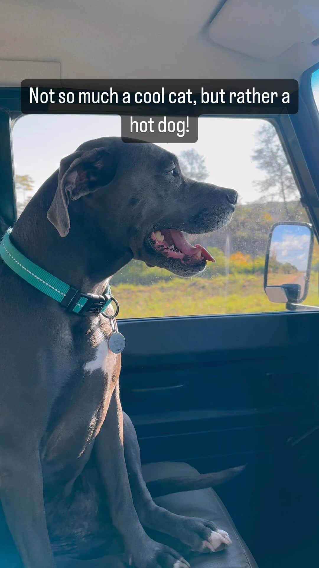 のインスタグラム：「Pit bulls get such a bad rap, but in truth it’s not the breed, it’s the humans that raise them.  #lovepitbulls #pitbulls #hotdogs #dogsofthegram #badhumans」