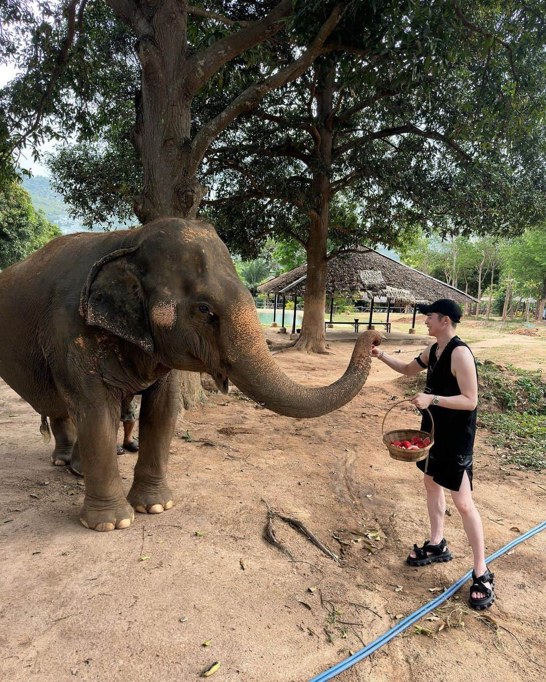 タイキさんのインスタグラム写真 - (タイキInstagram)「毎日の日課にしても良いですか？🐘💕　 保護された象さんたちなんだよ。 たくさん食べてね！  #優しい時間 #お爺さん象 #お婆さん象」6月1日 0時38分 - taiki_jp