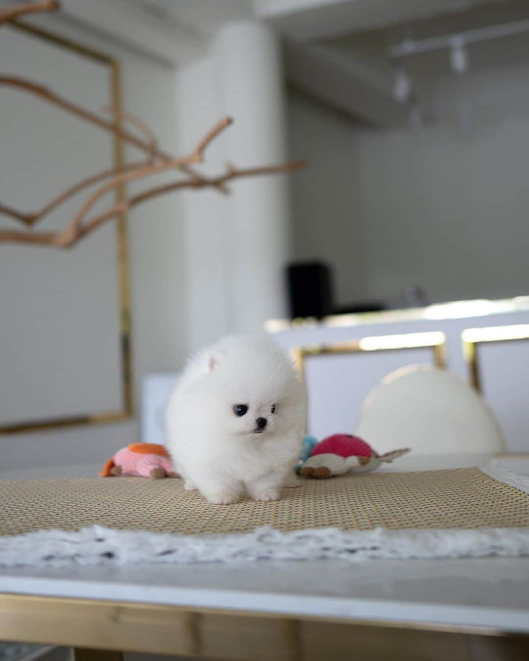 Rolly Pups INCさんのインスタグラム写真 - (Rolly Pups INCInstagram)「Short Back, short legs and teddy bear face 🐻 white male pomeranian Winston is here @kpups.official」6月1日 3時27分 - kpups.official