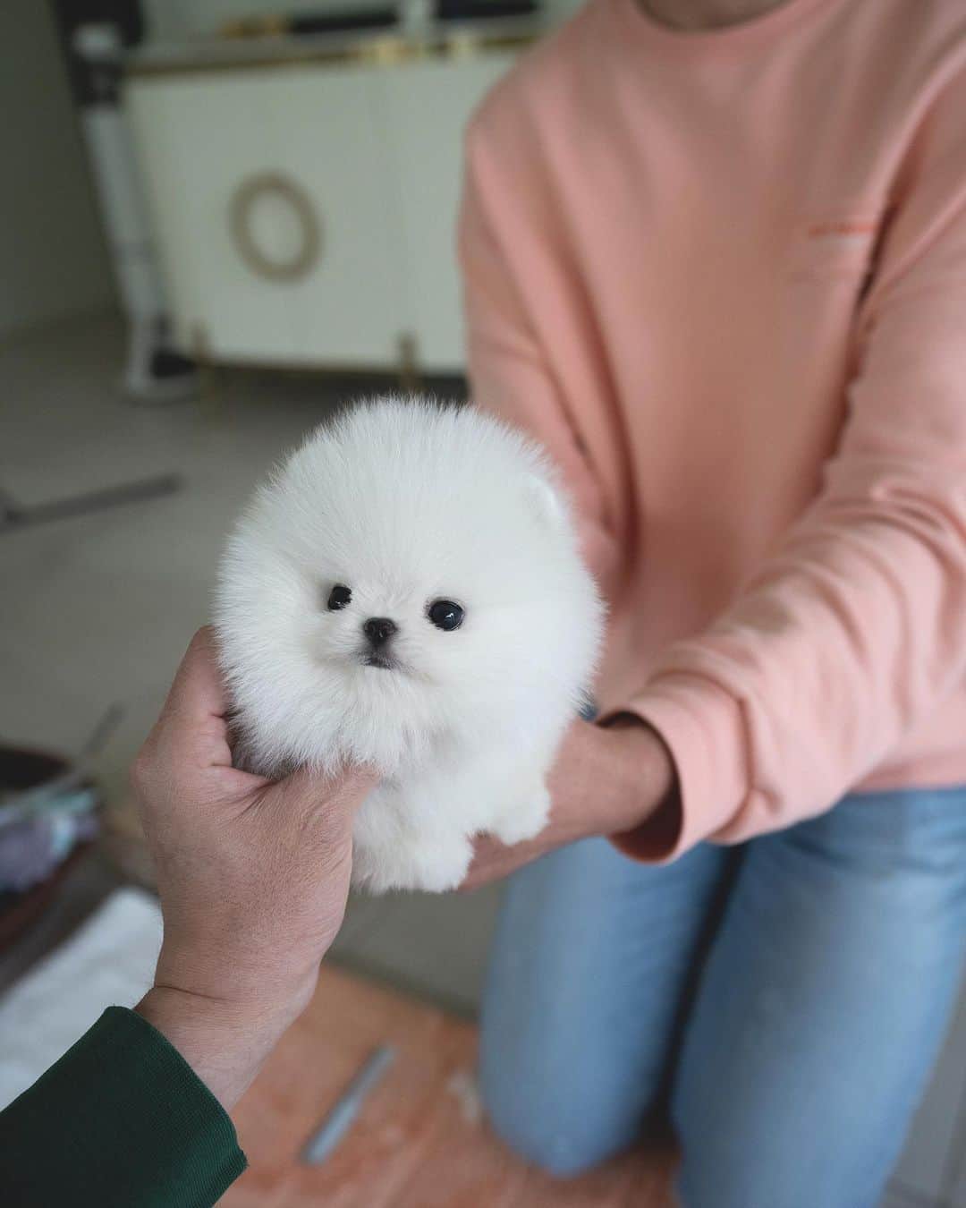 Rolly Pups INCさんのインスタグラム写真 - (Rolly Pups INCInstagram)「Short Back, short legs and teddy bear face 🐻 white male pomeranian Winston is here @kpups.official」6月1日 3時27分 - kpups.official
