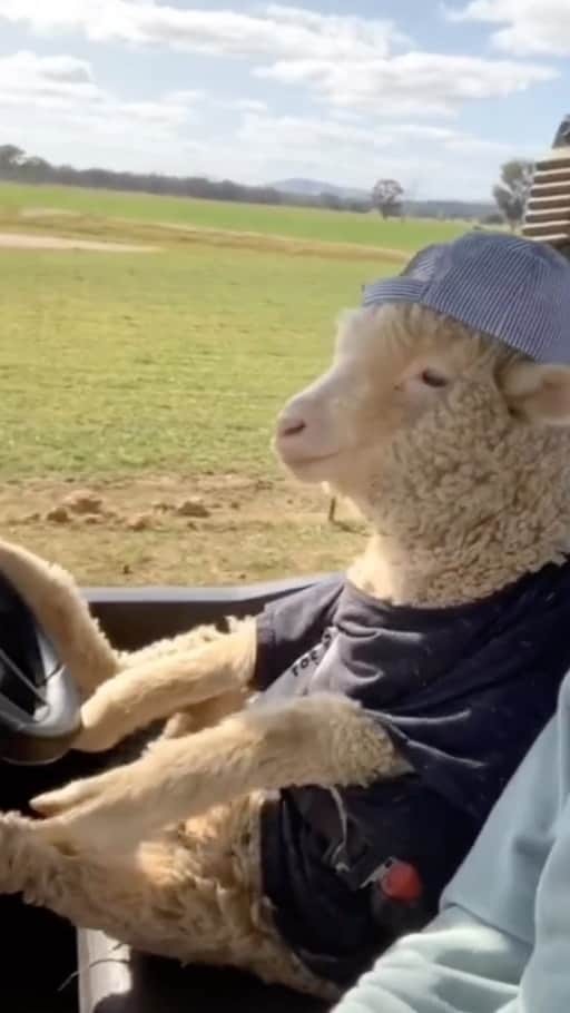 Baby Animalsのインスタグラム：「Tag your ride or die! 🥹😂  📽️ video credit: tiktok farmer.zayne   #riding #ridindirty #funnyanimals #cuteanimals #funny #funnyvideos #animalfunny #funnyanimalvideos」