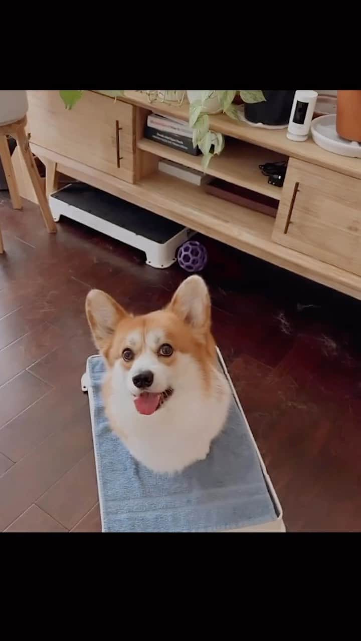 Geordi La Corgiのインスタグラム：「All my corgis get super excited for their @darwinspetfood, but Scotty is always EXTRA AF about it (tbh very on brand for him). 🤣🤤  Use code ‘LACORGI’ to get 10 lb of Darwin’s pet food for just $14.95 with a free gift!」