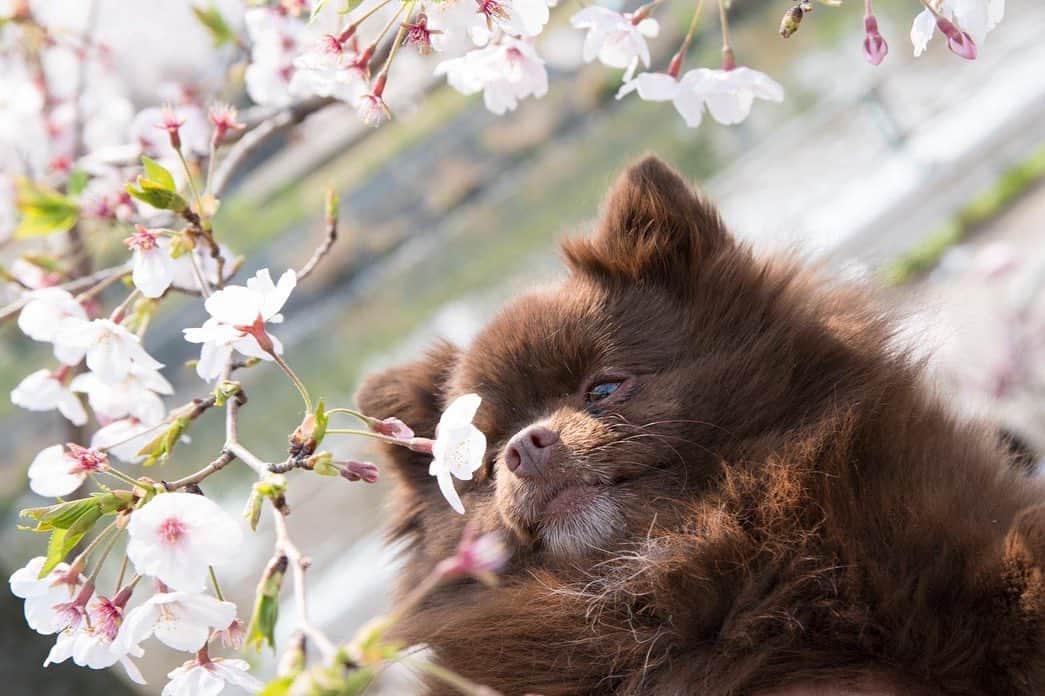 犬塚あさなさんのインスタグラム写真 - (犬塚あさなInstagram)「春も終わりだなぁー。  #ポメラニアン #チョコレートポメラニアン #ポメ #ポメラニアンが世界一可愛い #ポメラニアン大好き #犬 #わんこ」6月1日 13時56分 - wanchan_0319