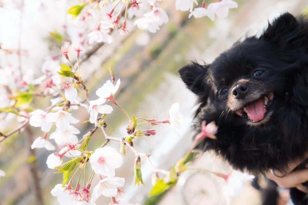 犬塚あさなのインスタグラム：「夏は楽しい事たくさんしたいなぁ  #ポメラニアン #ブラックポメ #ブラックポメラニアン #ブラック犬 #本当は #ブラックタンポメラニアン #犬」
