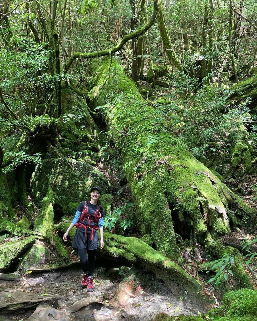 黒澤はるかのインスタグラム：「屋久島は雨が多い事で有名ですが、 晴れ予報でも屋久島の登山中は突然の雨に遭う事は珍しくないそう。 むしろそれくらいが普通らしいのですが、 今回は雨予報だったにもかかわらず当日はなんと晴れ☀️ トレッキング中に雨が降る事は一度もありませんでした。 そして、鹿も猿も普段晴れていないと見ることができない遠くの山々も全部見ることが出来ました。 運をここで使い果たしていないか心配になってしもた。笑 その反動的出来事も終始ありましたが、忘れたことにしています。割とプラマイゼロ。笑  近くで感じる野生の鹿の眼差しは、なんと無垢なこと。 安全な一定距離を保っているからこそ、感じられる敵意のない視線。出会った瞬間に不思議な気持ちになりました。その時間だけでもとても貴重でした。 屋久鹿さんは小柄らしい。  変わった植物に出会えた事も楽しくて、青々した虫を見つけるのもワクワクして好き。虫はかなり苦手だけど東京ではない自然豊かな場所で見る青い虫は何故か苦手じゃない。 こんにちは〜っと声をかけておきました♡ そんな屋久島旅でした〜  ちゃんちゃんっ🌻」