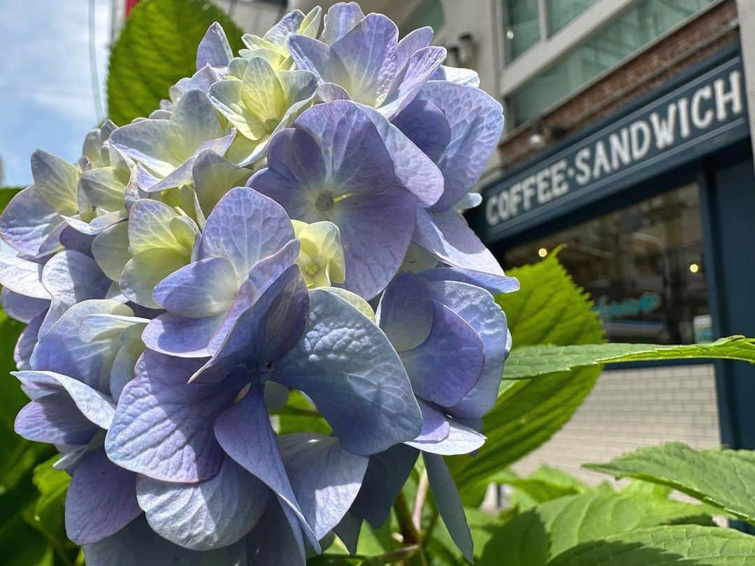 坂本麻子のインスタグラム：「. #June 𓂃𓂂𖡼.𖤣𖥧𓈒◌܀  用事の帰り道に見つけた紫陽花で 6月を感じました🤍 梅雨に入るけどテンションは上げて頑張ろう♪」