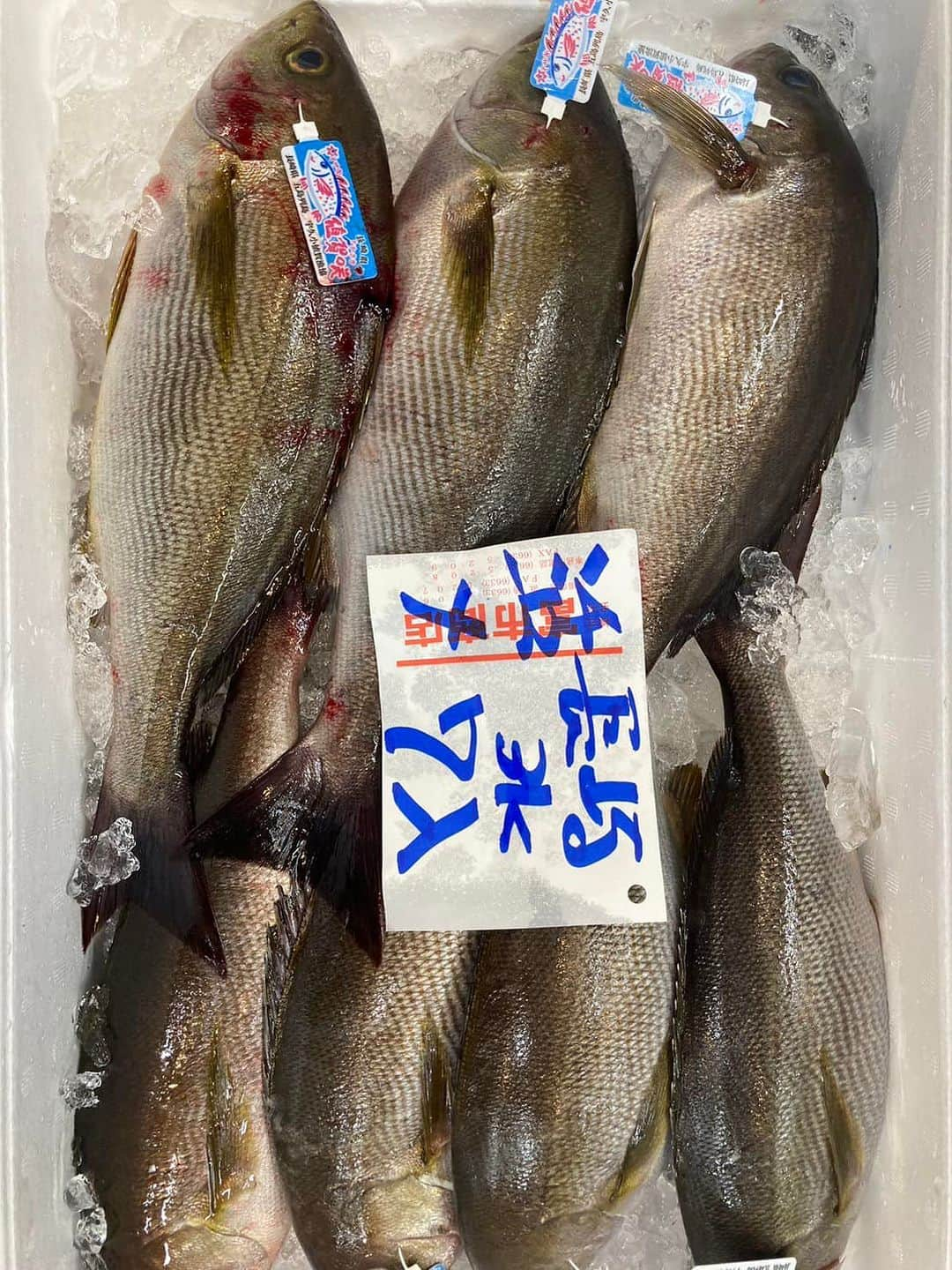 森田釣竿さんのインスタグラム写真 - (森田釣竿Instagram)「🇯🇵浦安泉銀🇯🇵本日の魚食え！コノヤロー！！！」6月1日 6時03分 - tsurizaomorita3710