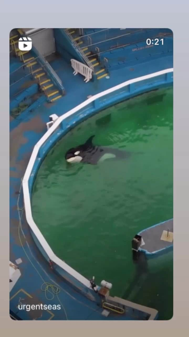 ホリー・マリー・コームズのインスタグラム：「#corky #tokitae #seaworld #miamiseaquarium Torture.」