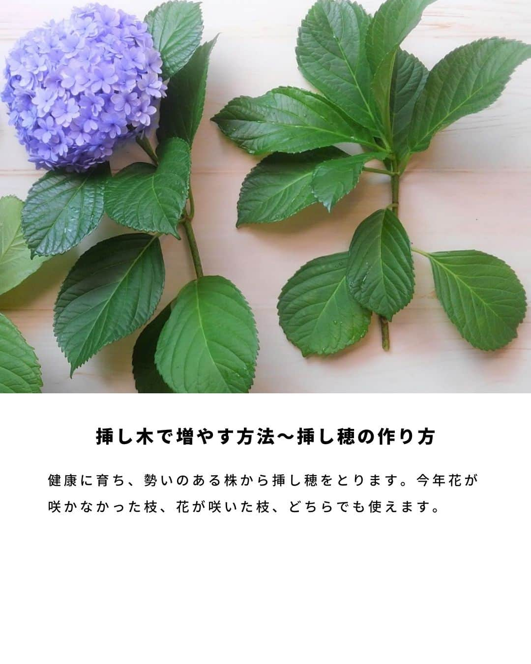 LOVEGREEN -植物と暮らしを豊かに。さんのインスタグラム写真 - (LOVEGREEN -植物と暮らしを豊かに。Instagram)「梅雨の季節のお花といえばアジサイ。アジサイは挿し木で簡単に株を増やすことができます。  「お気に入りのアジサイを毎年咲かせたい」「増やして楽しみたい」  そんな方に、今回はアジサイの挿し木の方法をご紹介します。  #アジサイ　#紫陽花　#アジサイの挿し木　#紫陽花の挿し木　#挿し木の方法　#植物のある暮らし　＃花のある暮らし」6月1日 7時00分 - lovegreen_official