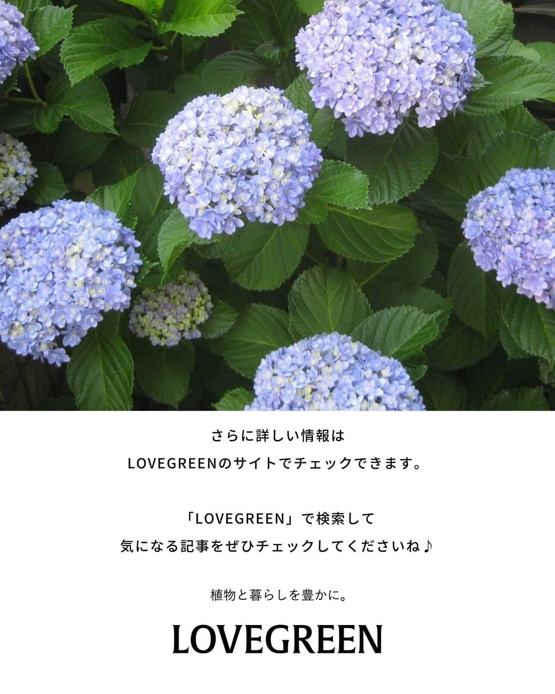 LOVEGREEN -植物と暮らしを豊かに。さんのインスタグラム写真 - (LOVEGREEN -植物と暮らしを豊かに。Instagram)「梅雨の季節のお花といえばアジサイ。アジサイは挿し木で簡単に株を増やすことができます。  「お気に入りのアジサイを毎年咲かせたい」「増やして楽しみたい」  そんな方に、今回はアジサイの挿し木の方法をご紹介します。  #アジサイ　#紫陽花　#アジサイの挿し木　#紫陽花の挿し木　#挿し木の方法　#植物のある暮らし　＃花のある暮らし」6月1日 7時00分 - lovegreen_official