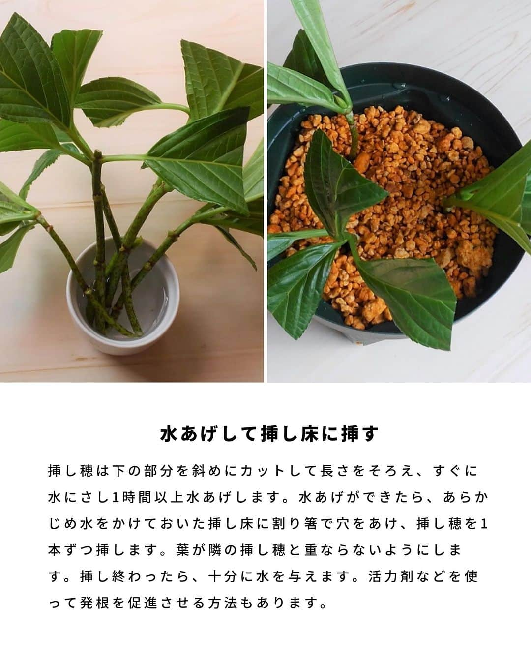 LOVEGREEN -植物と暮らしを豊かに。さんのインスタグラム写真 - (LOVEGREEN -植物と暮らしを豊かに。Instagram)「梅雨の季節のお花といえばアジサイ。アジサイは挿し木で簡単に株を増やすことができます。  「お気に入りのアジサイを毎年咲かせたい」「増やして楽しみたい」  そんな方に、今回はアジサイの挿し木の方法をご紹介します。  #アジサイ　#紫陽花　#アジサイの挿し木　#紫陽花の挿し木　#挿し木の方法　#植物のある暮らし　＃花のある暮らし」6月1日 7時00分 - lovegreen_official