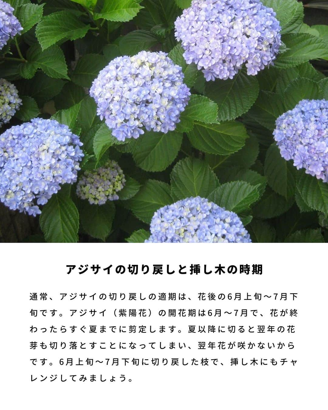 LOVEGREEN -植物と暮らしを豊かに。さんのインスタグラム写真 - (LOVEGREEN -植物と暮らしを豊かに。Instagram)「梅雨の季節のお花といえばアジサイ。アジサイは挿し木で簡単に株を増やすことができます。  「お気に入りのアジサイを毎年咲かせたい」「増やして楽しみたい」  そんな方に、今回はアジサイの挿し木の方法をご紹介します。  #アジサイ　#紫陽花　#アジサイの挿し木　#紫陽花の挿し木　#挿し木の方法　#植物のある暮らし　＃花のある暮らし」6月1日 7時00分 - lovegreen_official