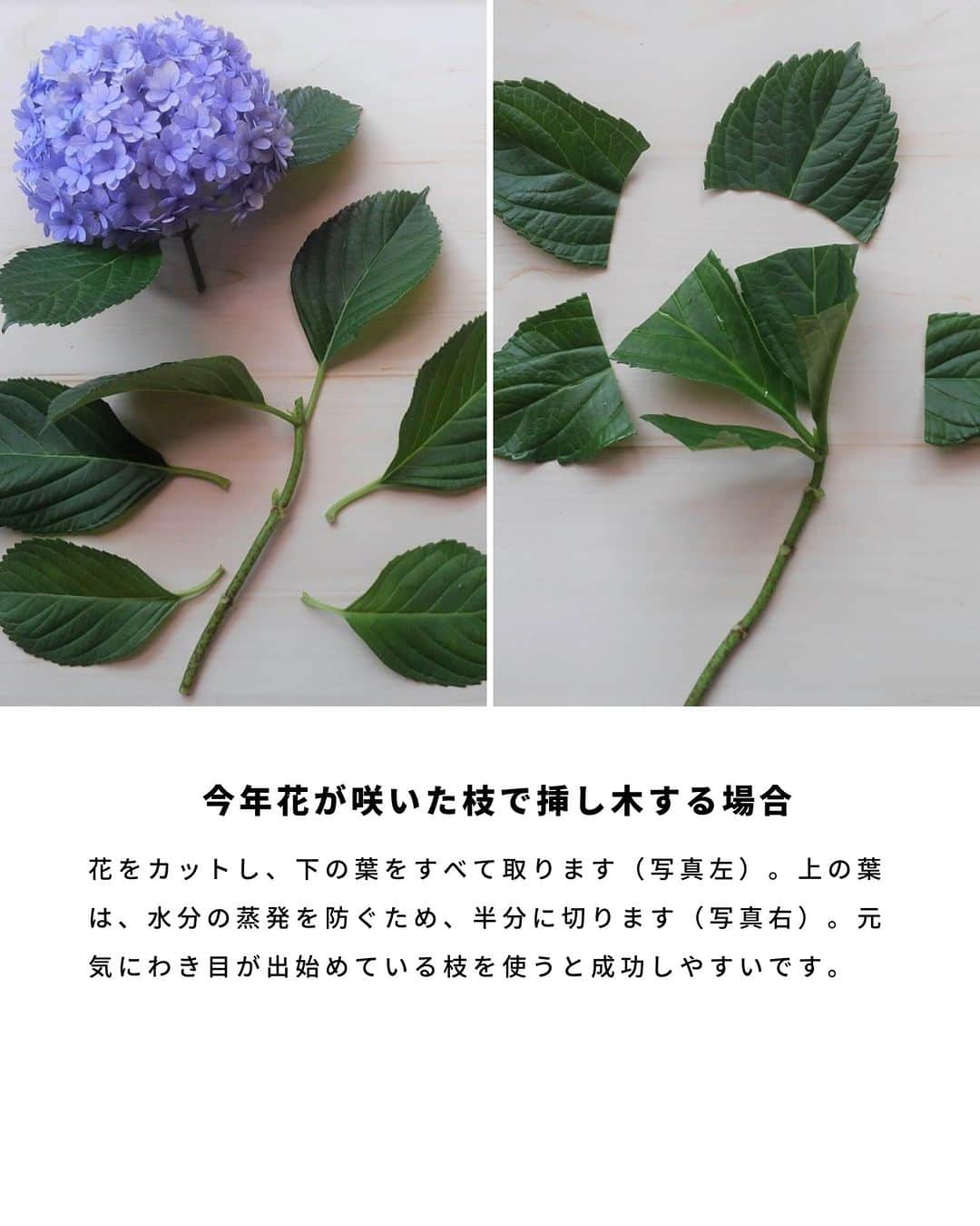 LOVEGREEN -植物と暮らしを豊かに。さんのインスタグラム写真 - (LOVEGREEN -植物と暮らしを豊かに。Instagram)「梅雨の季節のお花といえばアジサイ。アジサイは挿し木で簡単に株を増やすことができます。  「お気に入りのアジサイを毎年咲かせたい」「増やして楽しみたい」  そんな方に、今回はアジサイの挿し木の方法をご紹介します。  #アジサイ　#紫陽花　#アジサイの挿し木　#紫陽花の挿し木　#挿し木の方法　#植物のある暮らし　＃花のある暮らし」6月1日 7時00分 - lovegreen_official