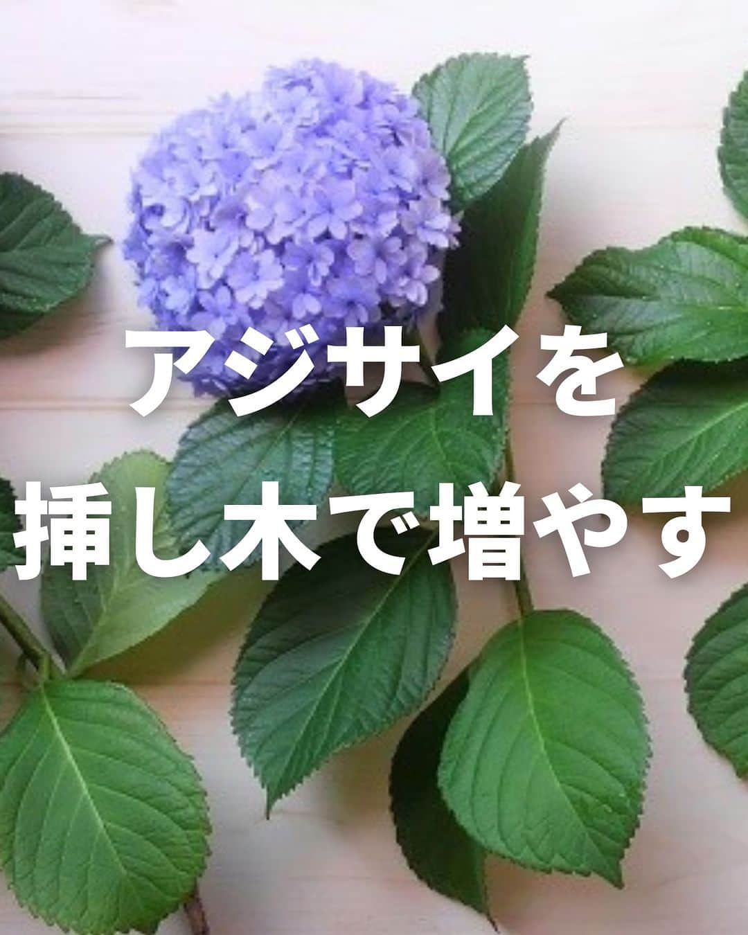 LOVEGREEN -植物と暮らしを豊かに。のインスタグラム