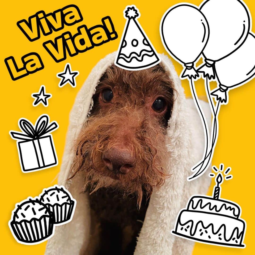 城田純のインスタグラム：「Viva la vida🧸」