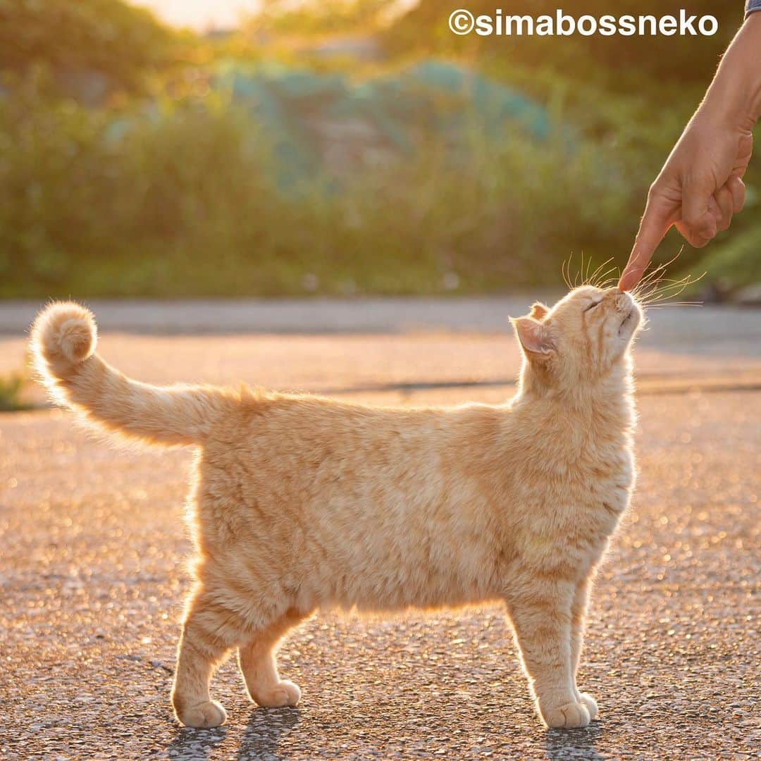 simabossnekoさんのインスタグラム写真 - (simabossnekoInstagram)「・ 輝くさっちゃん✨ Shining Sachi❣️  4〜5枚目の投稿は動画です。 The 4th to 5th posts are videos. Swipeしてね←←🐾  〜お知らせ〜 新作写真集「島にゃんこ」好評発売中❣️ @simabossneko と、ぺにゃんこ( @p_nyanco22 )との初共著🐾  日本の島々で7年間撮り続けてきた、島の猫さん達のとびっきりの表情やしぐさがいっぱい✨ 厳選したベストショットから初公開の作品まで、愛おしくて幸せな瞬間を集めました。  ★Amazonほかオンライン書店、本屋さんにて  お気に入りの一冊になれば嬉しく思います☺️  📘A5変形サイズ／88ページ 1,210円(税込) ワニブックス刊  Amazonへは @simabossneko もしくは @p_nyanco22 のプロフィールURLよりご覧いただけます。 ・ ・ 【Notice】 NEW 3rd Photobook "Shima Nyanko (Island Cats)"  The book is co-authored by @simabossneko and @p_nyanco22  There are lots of wonderful photos of island cats✨   〜Description of the work〜 The cute cats that we have been shooting for 7 years in the islands of Japan.  From the carefully selected best shots to the first public photo, we have collected lovely and happy gestures. Kissing, cuddling, rubbing, synchronizing, playing, licking... The cats will heal you!  Please make a purchasing for this opportunity 😸🐾 The product page can be seen from the URL in the profile of @simabossneko or @p_nyanco22   ★Amazon Japan https://www.amazon.co.jp/dp/4847072863  It is possible to purchase and ship from Taiwan, Hong Kong, the USA, Korea, etc. ※ Shipping fee will be charged separately.  📘A5 variant size / 88 pages 1,210 JPY Published by Wanibooks ・ ・ #しまねこ #島猫 #ねこ #にゃんすたぐらむ #猫写真 #cats_of_world #catloversclub #pleasantcats #catstagram #meowed #ig_japan #lumixg9」6月1日 8時30分 - simabossneko