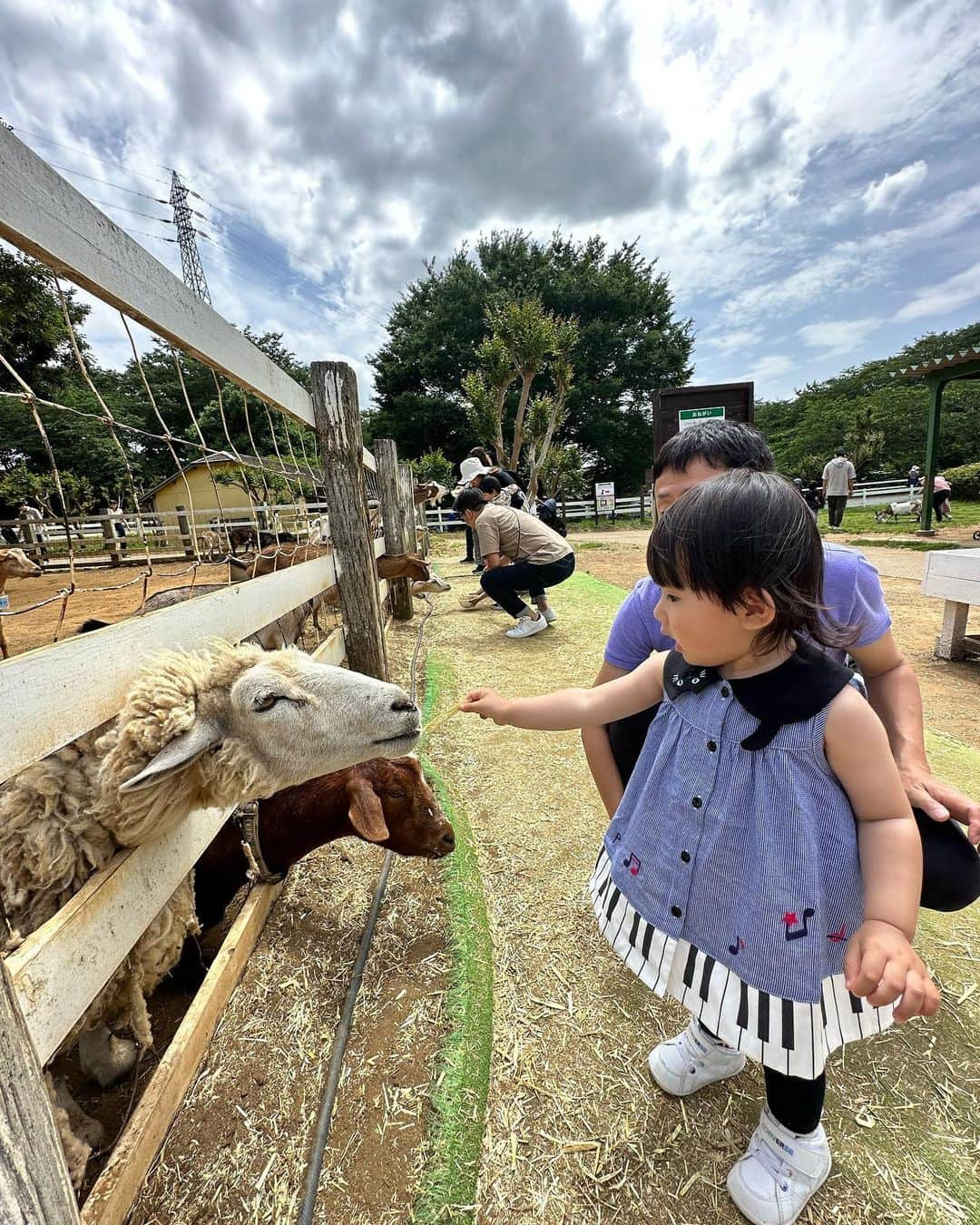 真麻さんのインスタグラム写真 - (真麻Instagram)「6月突入…1年の中でここに入ると、早くも1年が半分かぁ❗️って思う毎年🧐5.6月は母の日と父の日が続くイベント月だけど、今年はまだ大学生の息子を支えていくことに必死だったり、イヤイヤ期入った娘に奮闘したりで余裕がなく🤢父の日に合わせてまとめて実家に顔出しな予定🗓️日中は家事育児と娘の習い事に追われて全然余裕なしʬʬʬ最近は体調のこともあり、インスタ開く率も減ってた💦上手くいかない時は落ち込むし、空回りもしてる。でもピンチはチャンスって本当だと思う👏上手く行く時よりも、全然ダメダメな時の方があれこれ考えたりやってみるし、向上するために努力ができるから✨今日も負けずに生きよう🫨 ✩.*˚ 5月最後に成田ゆめ牧場🐮へ家族で行けた写真たち📸せっかくお出かけだからメイクしようと化粧ポーチ持参したけども、娘の習い事▶︎移動🚗³₃で結局すっぴん(笑)加工なしすっぴん写真失礼します(笑)2枚目▶️ポッポーって言いながら汽笛を真似してる🤣4.5枚目▶️念願の牧場ソフトクリーム🍦最近可愛すぎるセリフ「ん〜おいしいー！」を連発していた🫶🏻水飲んでも言う( *´艸｀)ｸｽｸｽ ✩.*˚ 後半写メはパパと初めての餌やり🐐ちょっとビビりながらも、あげられて嬉しくて拍手👏普段、牛を見ると「モ〜〜！」って強く言うから牛が好きなんだと認識していた私たち🐄久しぶりに見たら思いのほかデカい(笑)娘はもっとびっくりしただろうね😳自然のある場所や動物が見れたり触れ合う場所も大事だなと💕︎都内にいると、色んなことから離れがちなので💦ゴルフ行けてないから余計に、私も自然から遠のいていたなぁ🤔 ✩.*˚ 多忙な旦那だけど、家族時間作ろうと頑張ってくれてるのが伝わった日。ありがとう😊ゆめ牧場へ行くのはパパの提案でした✨️にしても、習い事を週末に入れると出かけるのも難しくなるし悩みどころ。幼稚園受験も願書提出が済んで、来年の習い事変更も徐々に考えてるけど…週末に残す習い事が今のとこ3つ。そうなると平日幼稚園、週末も1日空くか空かないかのスケジュール💦これに加えて3歳からゴルフもやらせたいからどうなるやら🥺ねぇ、1週間に後1日増やして✋(笑) ✩.*˚ ✩.*˚ ✩.*˚ #成田ゆめ牧場 #ふれあい遊び #ふれあい動物園 #自然に癒される #餌やり体験 #牛が好き #ちなみに #私も娘も #丑年 #丑年ベビー #1歳9ヶ月 #イヤイヤ期真っ只中 #家族時間満喫」6月1日 8時29分 - masaaoyama3