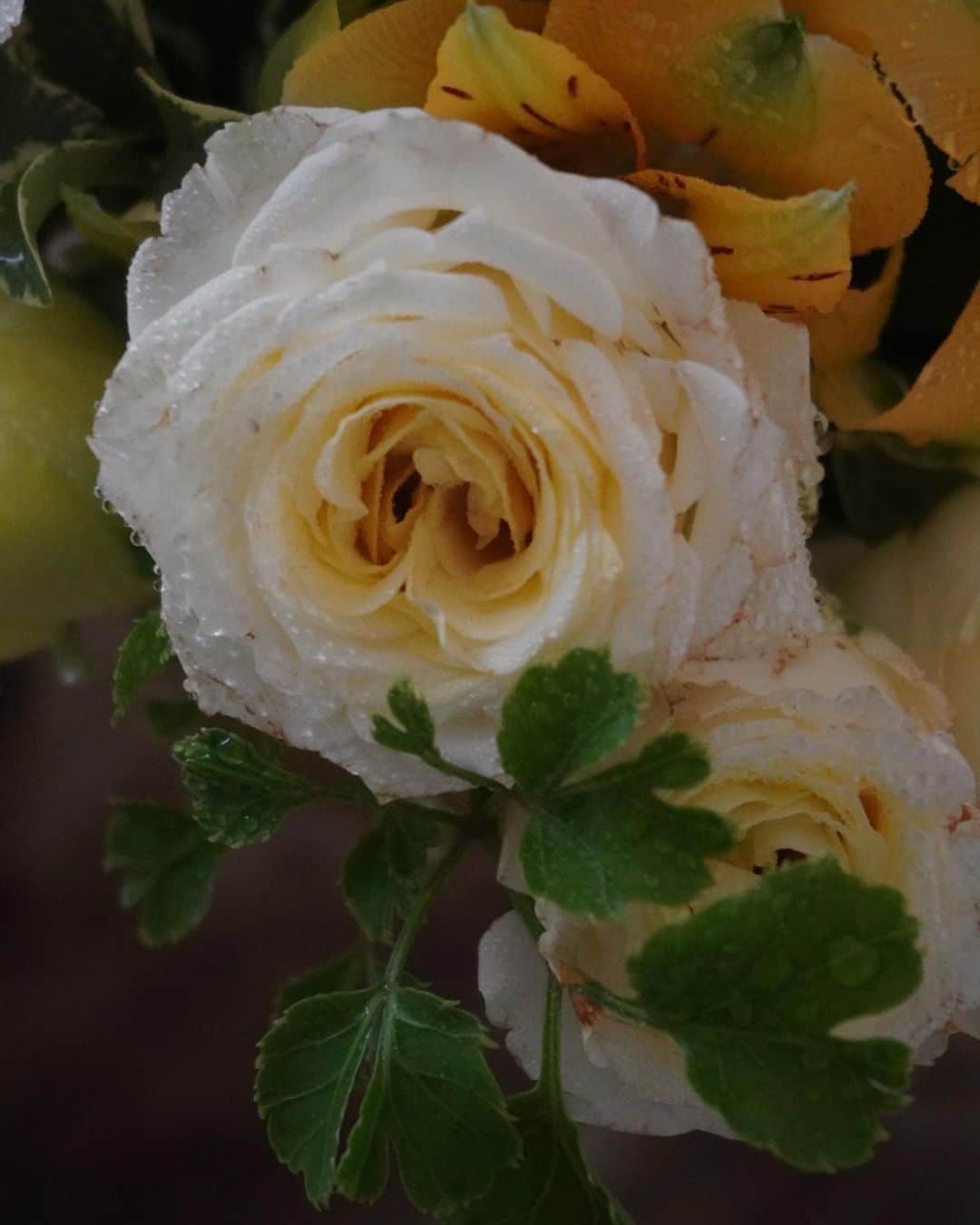 izu（出岡美咲）さんのインスタグラム写真 - (izu（出岡美咲）Instagram)「リビングに綺麗な子が居てくれると、お部屋の空気が変わります。  お花の持つ力は凄い。  #花のある暮らし」6月1日 8時25分 - izu_stagram