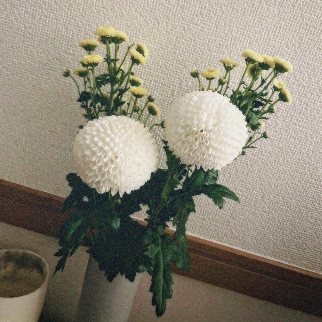 塩野響子さんのインスタグラム写真 - (塩野響子Instagram)「⠀私と同じくらい丸いわね、あんた( ˘ω˘)♡」6月1日 8時34分 - kyondayo1206