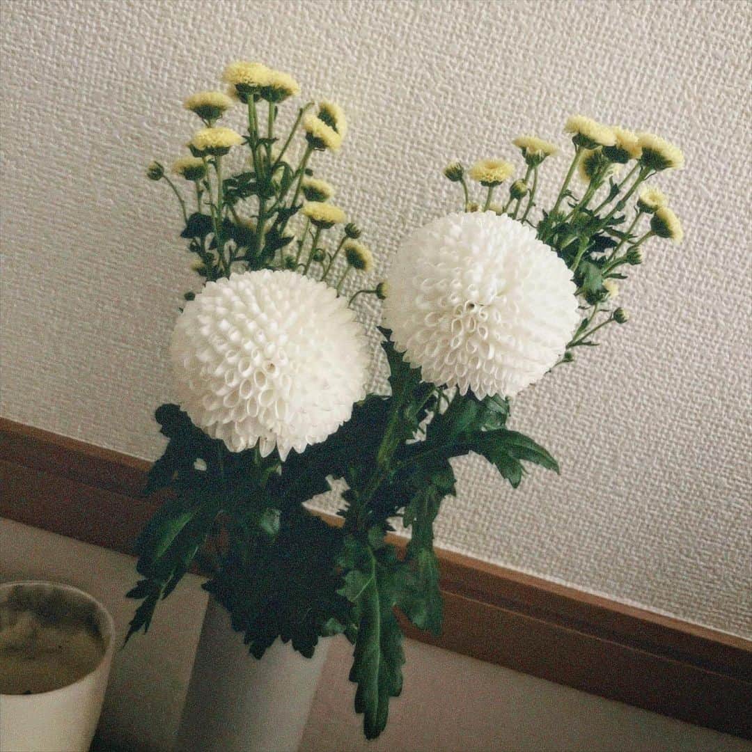 塩野響子のインスタグラム：「⠀私と同じくらい丸いわね、あんた( ˘ω˘)♡」