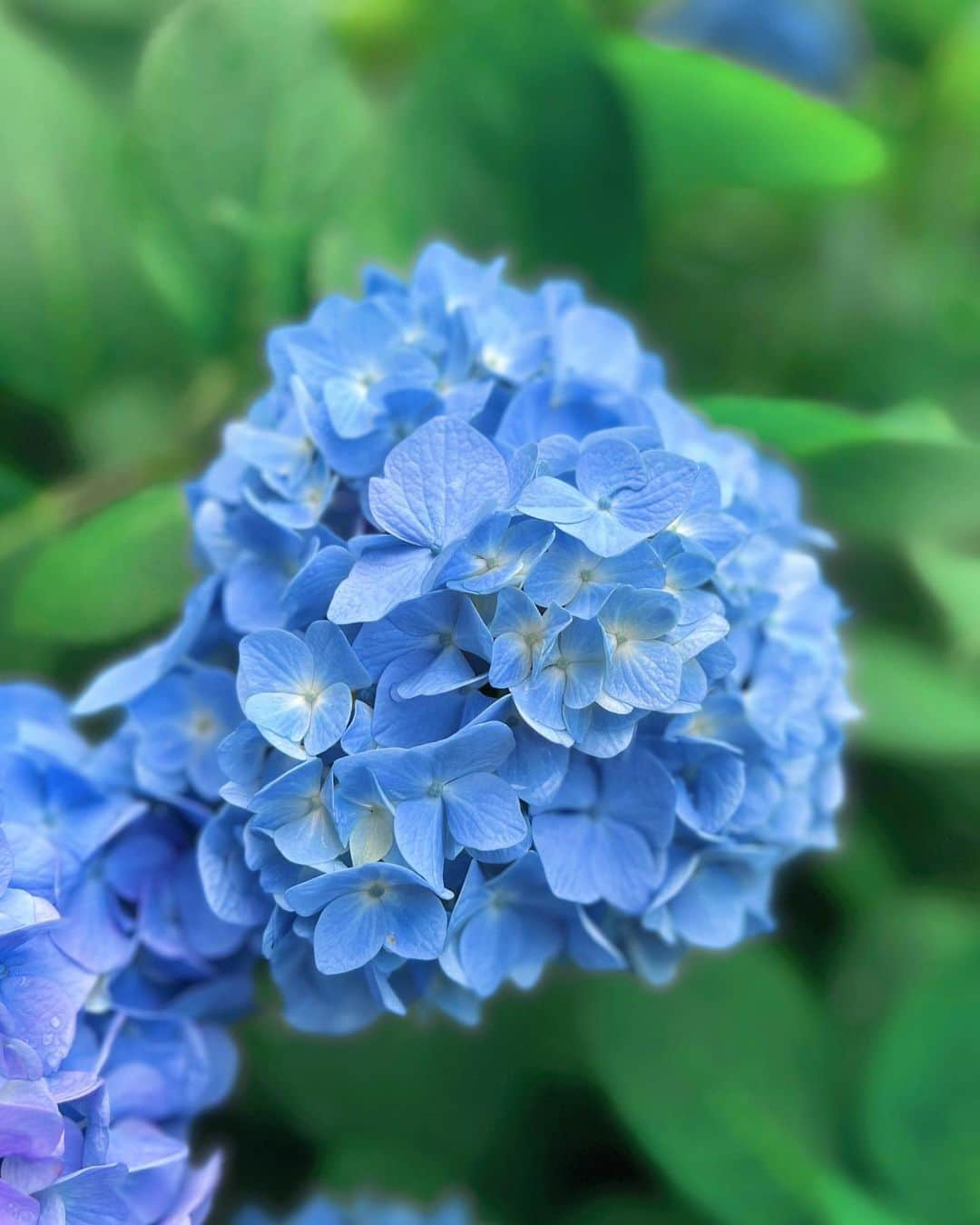 茜さやさんのインスタグラム写真 - (茜さやInstagram)「かわいい…♡  #飛鳥山公園　#ポートレート撮影  #写真好きな人と繋がりたい #撮影スポット　#紫陽花スポット #カメラ好きな人と繋がりたい #フォトスポット #紫陽花　#アジサイ　#あじさい　#梅雨　#つゆ #ajisai #hydrangea #rainyseason #japan #japanesegirl」6月1日 8時49分 - saya.akane