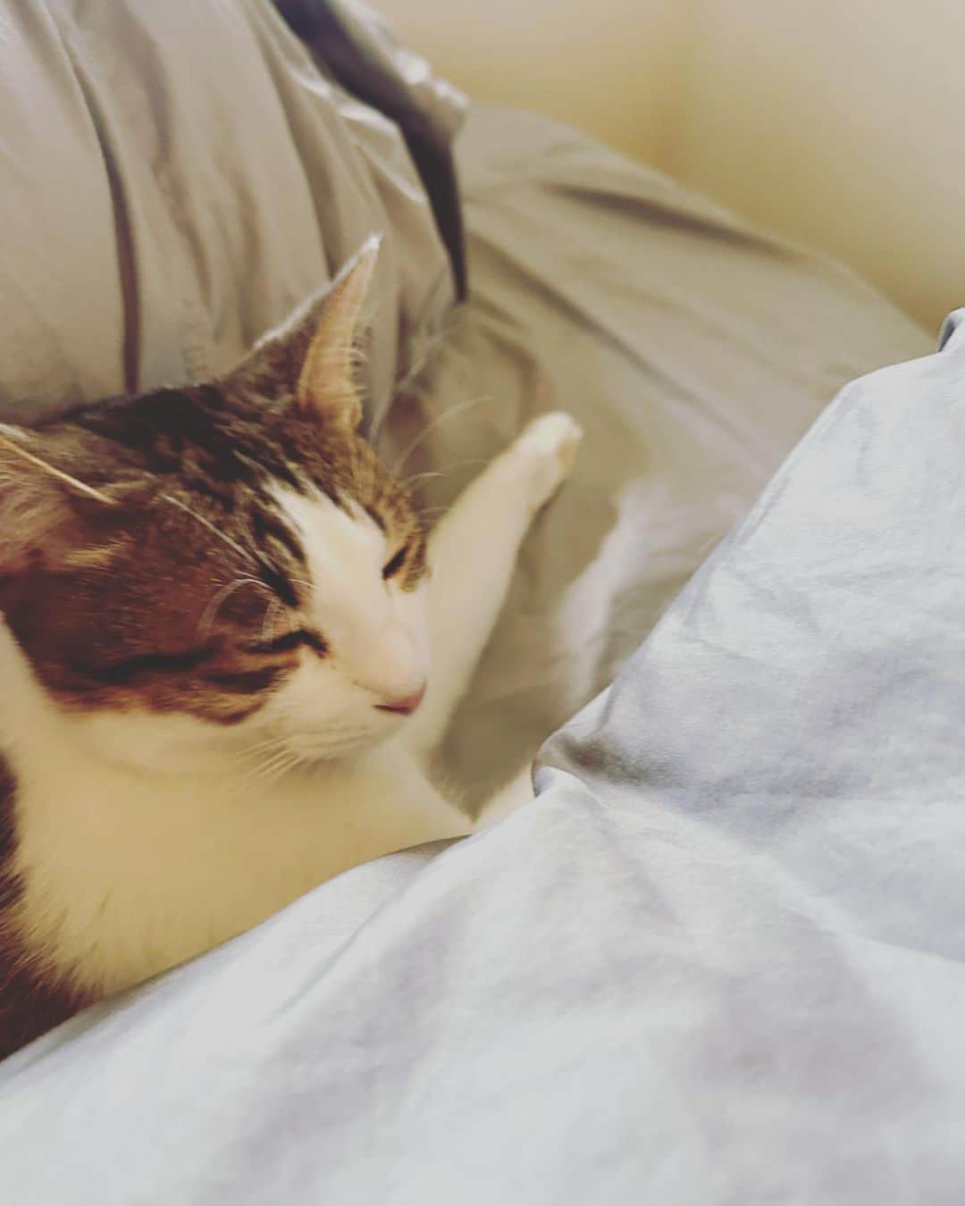 岩崎慧のインスタグラム：「朝はおねむとのことです。 #保護猫出身」