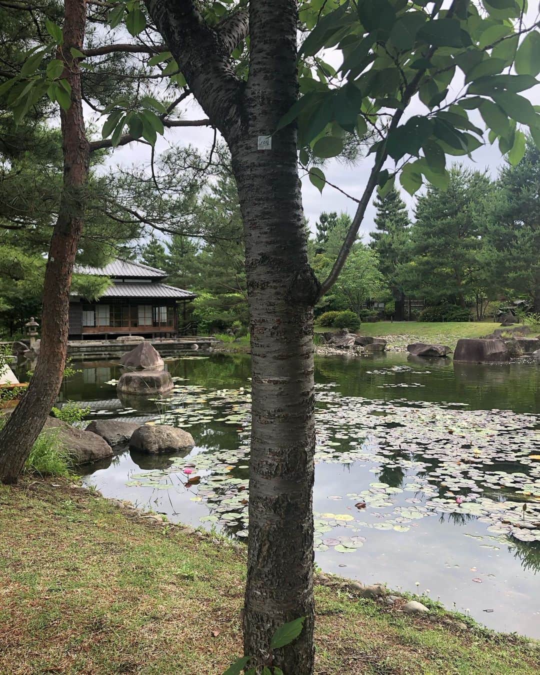 大和田獏さんのインスタグラム写真 - (大和田獏Instagram)「#ばくさんぽ 二子玉川ライズ辺りは良く行くのですが、帰真園に初めて入って見ました。 世田谷区で初めての回遊式庭園だそうです。 そんなに広くはないですが、ゆったり出来ました。」6月1日 9時17分 - bakuowada