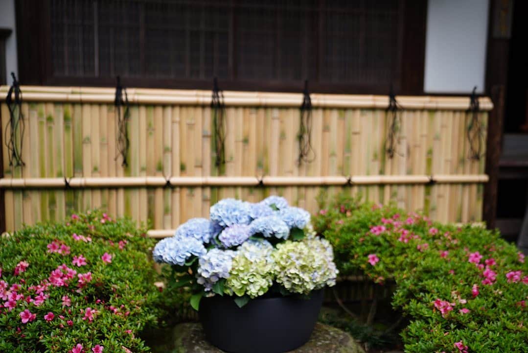 前田有紀さんのインスタグラム写真 - (前田有紀Instagram)「6月のはじまり。  鎌倉の報国寺さん　@houkokuji_official の本堂手前に先週から紫陽花を飾らせていただいています。 鎌倉はあちこちで紫陽花シーズンが始まっていますが、報国寺さんのお庭の紫陽花は自然な佇まいが感じられて美しいです。  ぜひ鎌倉にきて報国寺に行かれる方はお花も見てくださったら嬉しいです。  #報国寺 #鎌倉さんぽ」6月1日 9時31分 - yukimaeda0117