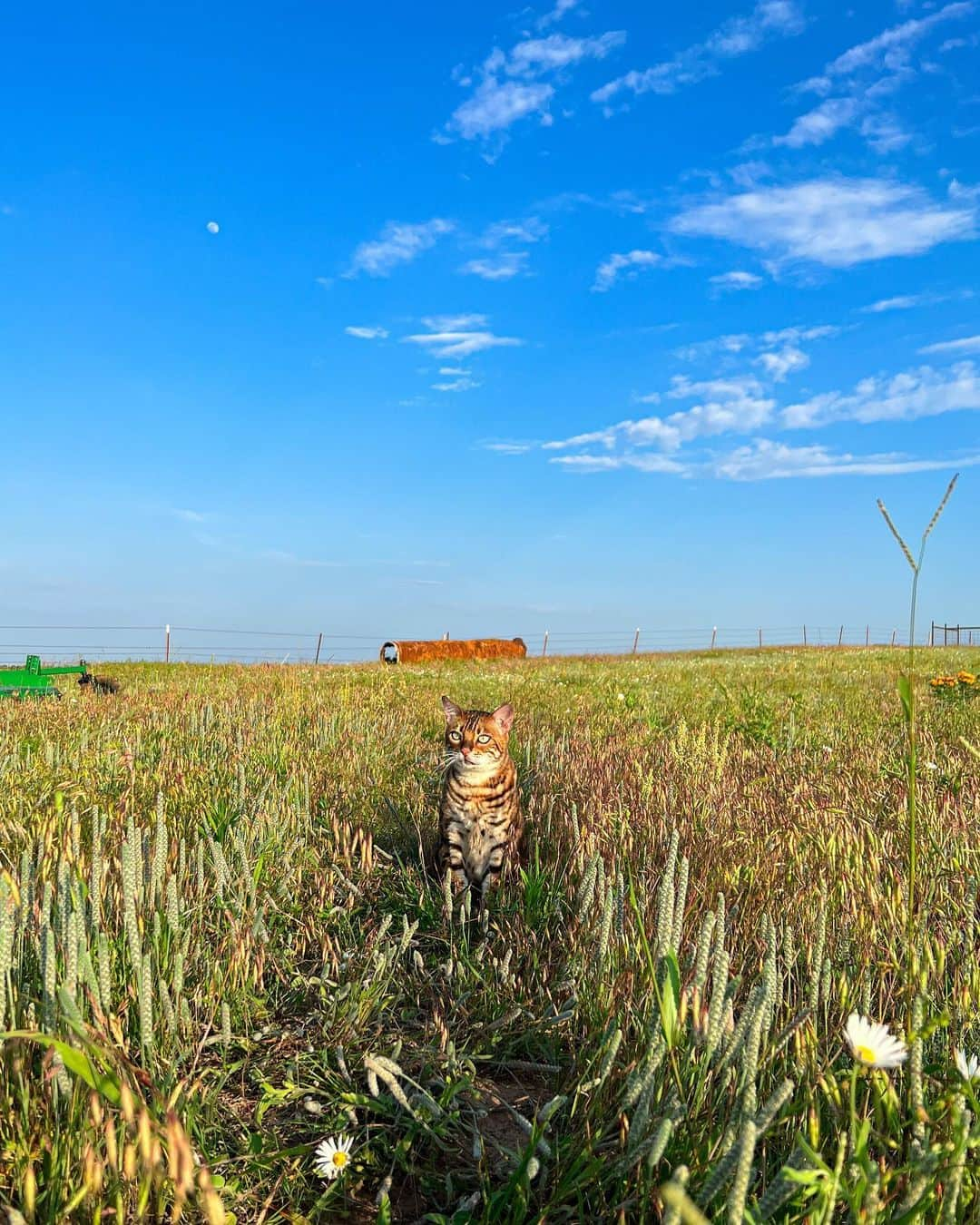 Bensonのインスタグラム：「Countryside living」