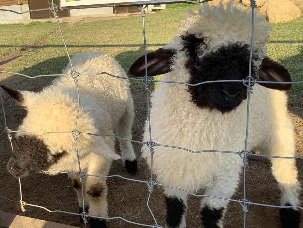 依田司さんのインスタグラム写真 - (依田司Instagram)「6月1日（木） 栃木県の「那須どうぶつ王国」から。 世界一かわいい羊と称される「ヴァレーブラックノーズシープ」。アメリカでは、この羊のファンクラブがあるほど大人気だそう。4頭の赤ちゃん羊は、朝からぴょんぴょん跳ねて元気にしていました。 また、カンガルーエリアでは、間近で観察することもできます。 さらに、去年夏に公開されたアムールトラ、ラクダのジェシー、トナカイのリノ、キャラクターのカピなすも来てくれました。 1台しかないカピバラタクシーは駅やアウトレットからお得に移動できちゃいます。詳しくはホームページまで。  #那須どうぶつ王国 #依田さん #依田司 #お天気検定 #テレビ朝日 #グッドモーニング #気象予報士 #お天気キャスター #森林インストラクター #グリーンセイバーアドバンス #プロジェクトワイルド #IPCC伝導者 #japan #japantrip #japantravel #unknownjapan #japanAdventure #japanlife #lifeinjapan #instagramjapan #instajapan #療癒 #ilovejapan #weather #weathercaster #weatherforecast」6月1日 9時46分 - tsukasa_yoda