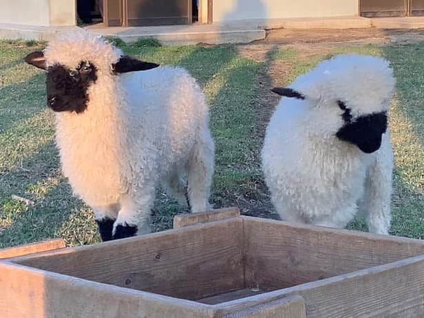 依田司さんのインスタグラム写真 - (依田司Instagram)「6月1日（木） 栃木県の「那須どうぶつ王国」から。 世界一かわいい羊と称される「ヴァレーブラックノーズシープ」。アメリカでは、この羊のファンクラブがあるほど大人気だそう。4頭の赤ちゃん羊は、朝からぴょんぴょん跳ねて元気にしていました。 また、カンガルーエリアでは、間近で観察することもできます。 さらに、去年夏に公開されたアムールトラ、ラクダのジェシー、トナカイのリノ、キャラクターのカピなすも来てくれました。 1台しかないカピバラタクシーは駅やアウトレットからお得に移動できちゃいます。詳しくはホームページまで。  #那須どうぶつ王国 #依田さん #依田司 #お天気検定 #テレビ朝日 #グッドモーニング #気象予報士 #お天気キャスター #森林インストラクター #グリーンセイバーアドバンス #プロジェクトワイルド #IPCC伝導者 #japan #japantrip #japantravel #unknownjapan #japanAdventure #japanlife #lifeinjapan #instagramjapan #instajapan #療癒 #ilovejapan #weather #weathercaster #weatherforecast」6月1日 9時46分 - tsukasa_yoda