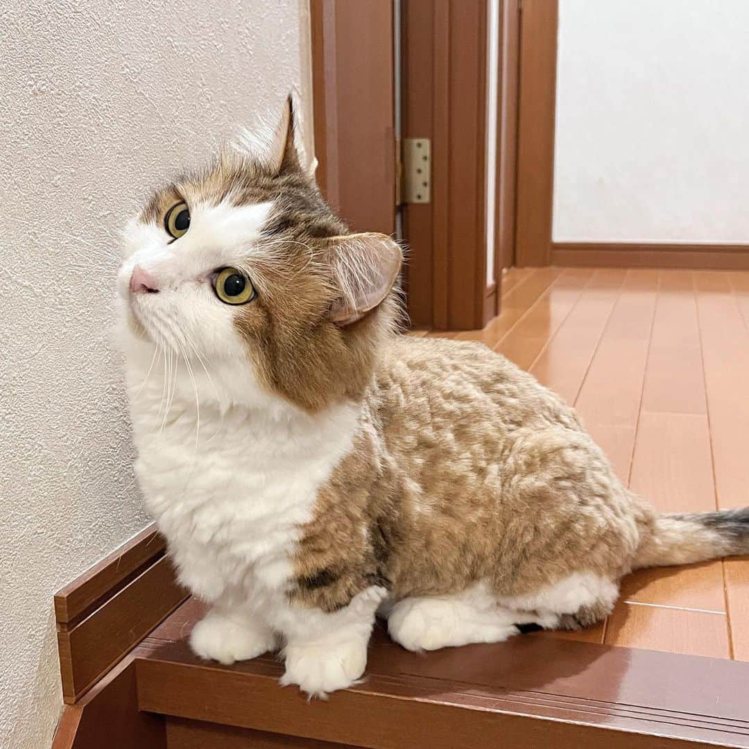 ひのき猫さんのインスタグラム写真 - (ひのき猫Instagram)「このポーズ、フォルムが好きです(*´艸`)♡  ・ ・ ・  #ひのき猫  #秀吉 # #モコモコ猫  #可愛い猫  #短足猫  #ねこのいる生活  #ぬいぐるみ  #にゃんすたぐらむ  #cat  #catstagram  #cutecats」6月1日 10時14分 - hinoki.cute.kitten