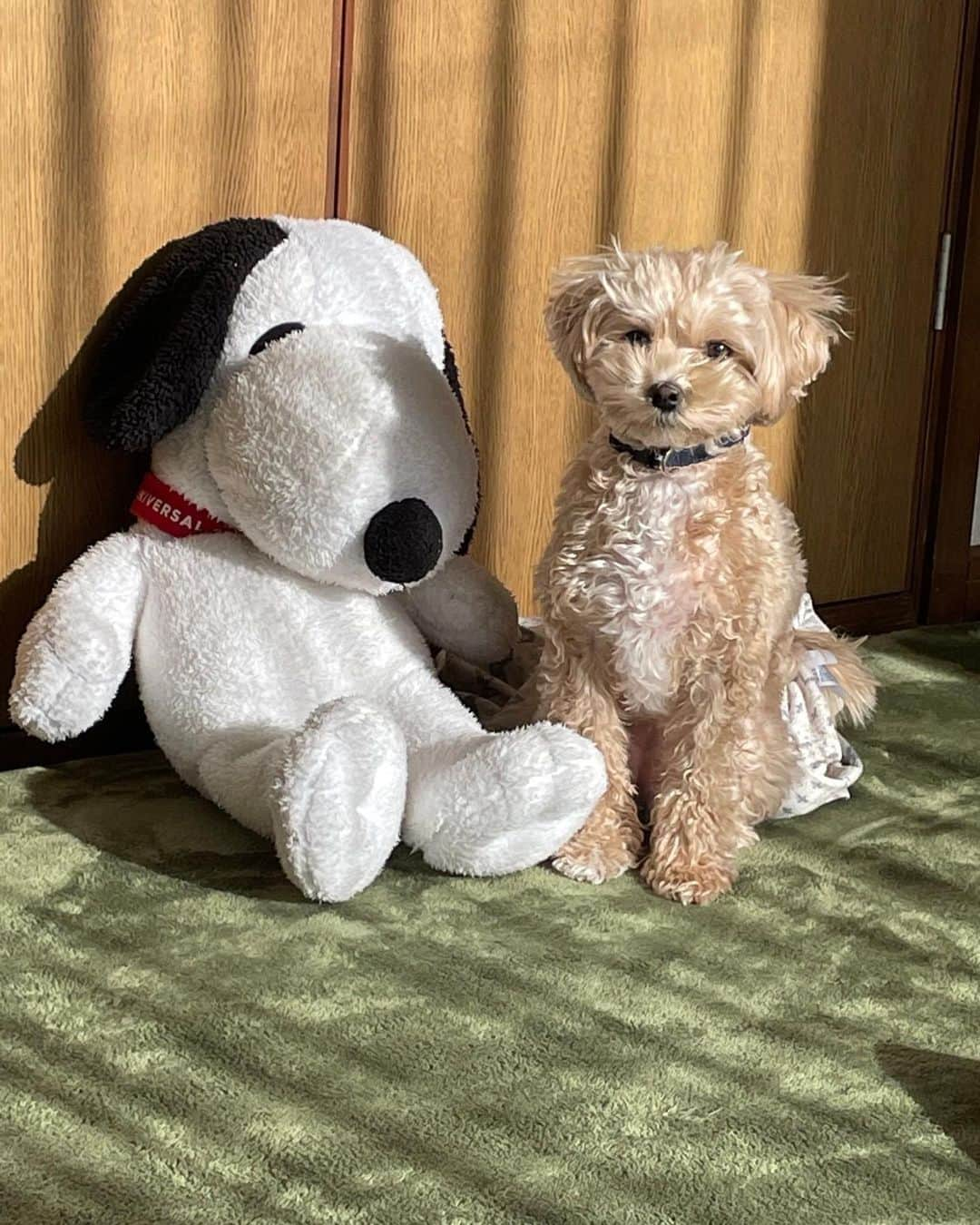 中村貴咲さんのインスタグラム写真 - (中村貴咲Instagram)「I miss my dog🥹🥹 @kikistagram2020」6月1日 10時59分 - kisanakamuraa