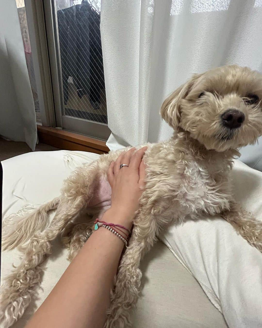 中村貴咲さんのインスタグラム写真 - (中村貴咲Instagram)「I miss my dog🥹🥹 @kikistagram2020」6月1日 10時59分 - kisanakamuraa