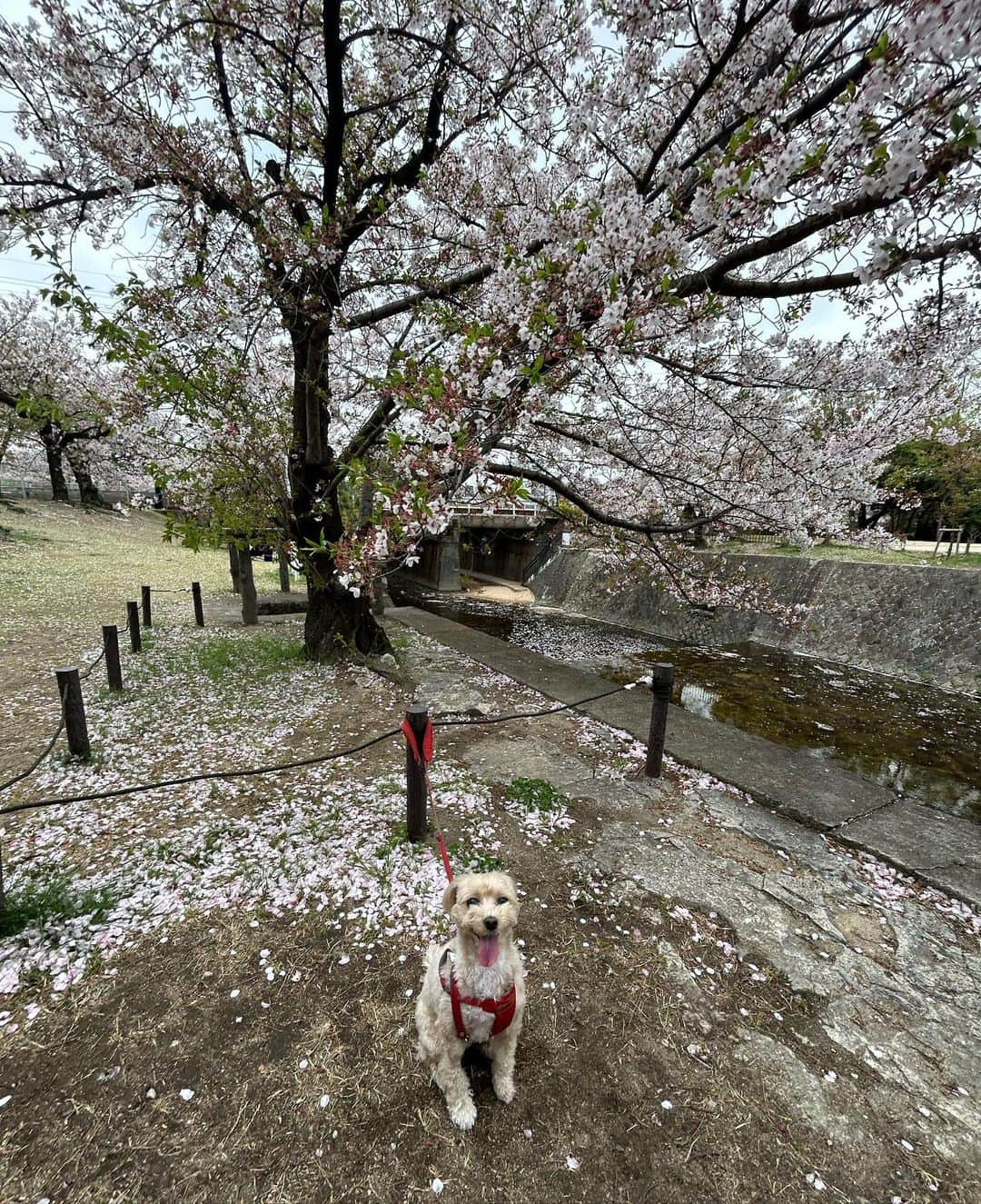 中村貴咲さんのインスタグラム写真 - (中村貴咲Instagram)「I miss my dog🥹🥹 @kikistagram2020」6月1日 10時59分 - kisanakamuraa