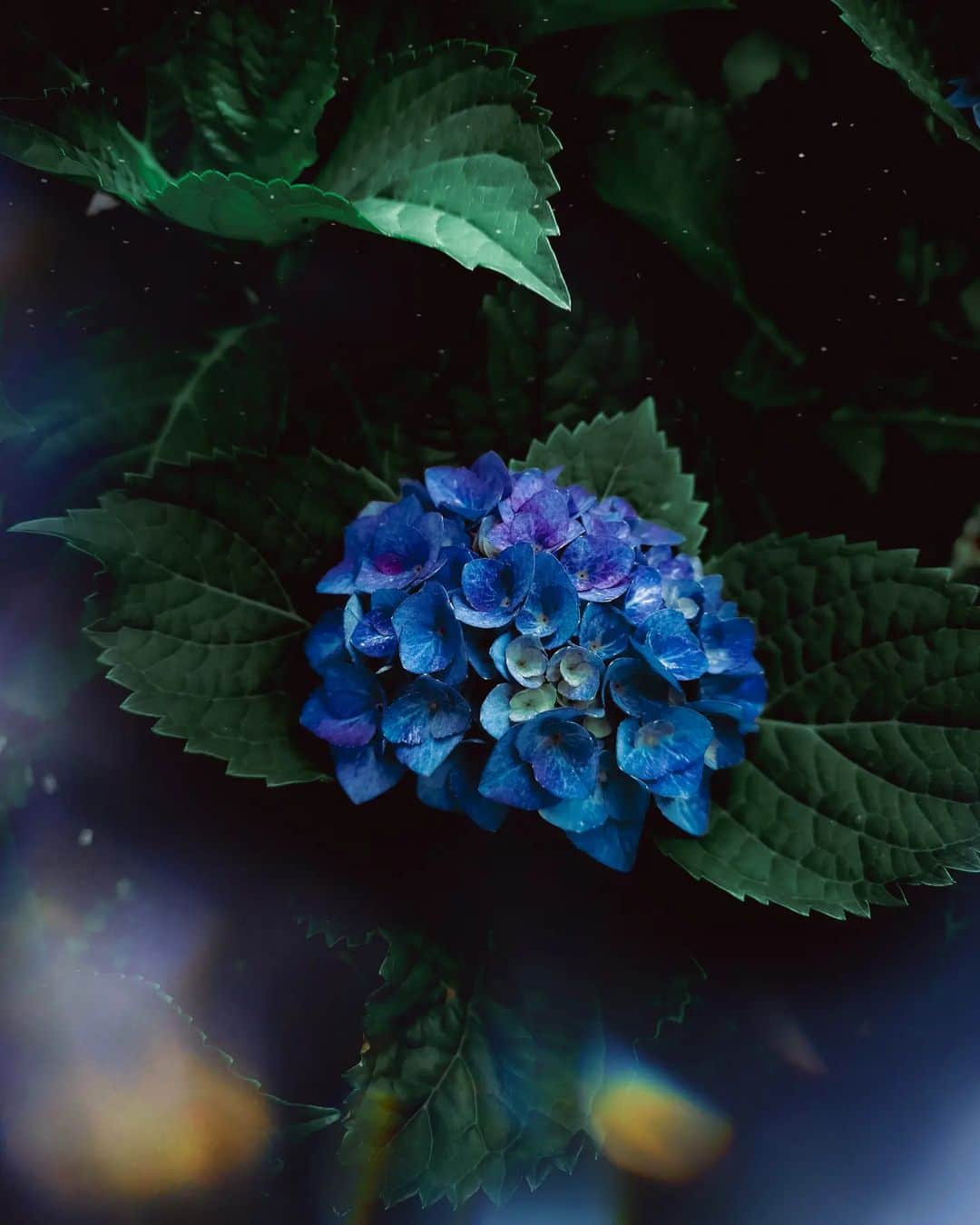 のインスタグラム：「6月丨ｵｼﾗｾ  雨の花、紫陽花。6月を思い出す時はいつもこの青を思い浮かべるよ。  ---  ソニーストア大阪・札幌・福岡天神で NEW Xperiaで撮影した作品を携えて トークショーを開催します。  【フォトグラファー スペシャルトークショー】 ◎6月3日(土)／6月4日(日)／6月11日(日) ソニーストア 大阪／ソニーストア 札幌／ソニーストア 福岡天神   お申込をお待ちしております。お近くの方もそうじゃない方もぜひお立ち寄りください。  詳細はこちら NEW Xperia タッチ＆トライイベント https://xperia.sony.jp/campaign/tt_event_2023_spring_summer/」